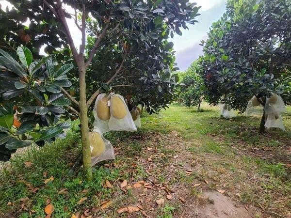 Đất vườn có sẳn cây ăn trái đang thu hoạch giá 380tr mua công chứng liền