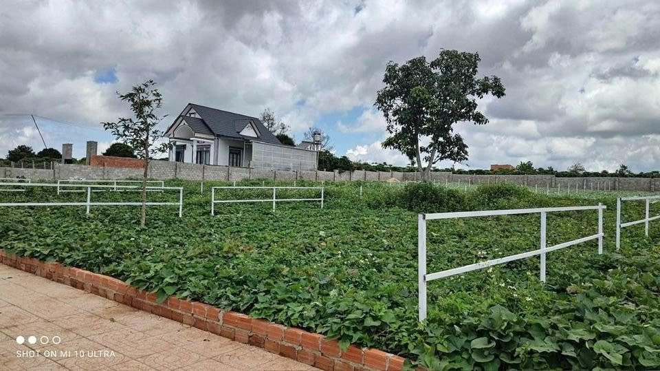 2 LÔ CẦN BÁN GẤP 10X40=400M2 TC SHR NGAY CHỢ ĐƯỜNG 18M GIÁ 290TR/s 093.888.9035