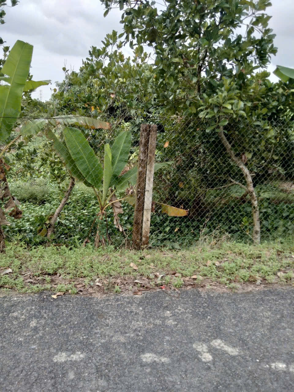 Bán đất mặt tiền đường nhựa cạnh nút giao cao tốc - Võ Văn Kiệt nối dài, Phường Tân Ngãi, Vĩnh Long