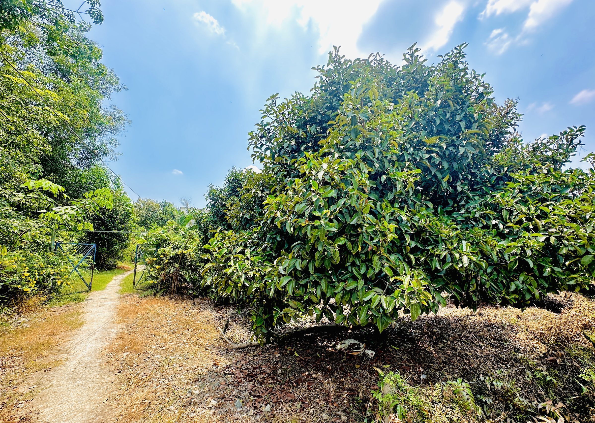 Bán đất đường DT 744 phường Tây Nam, HCM