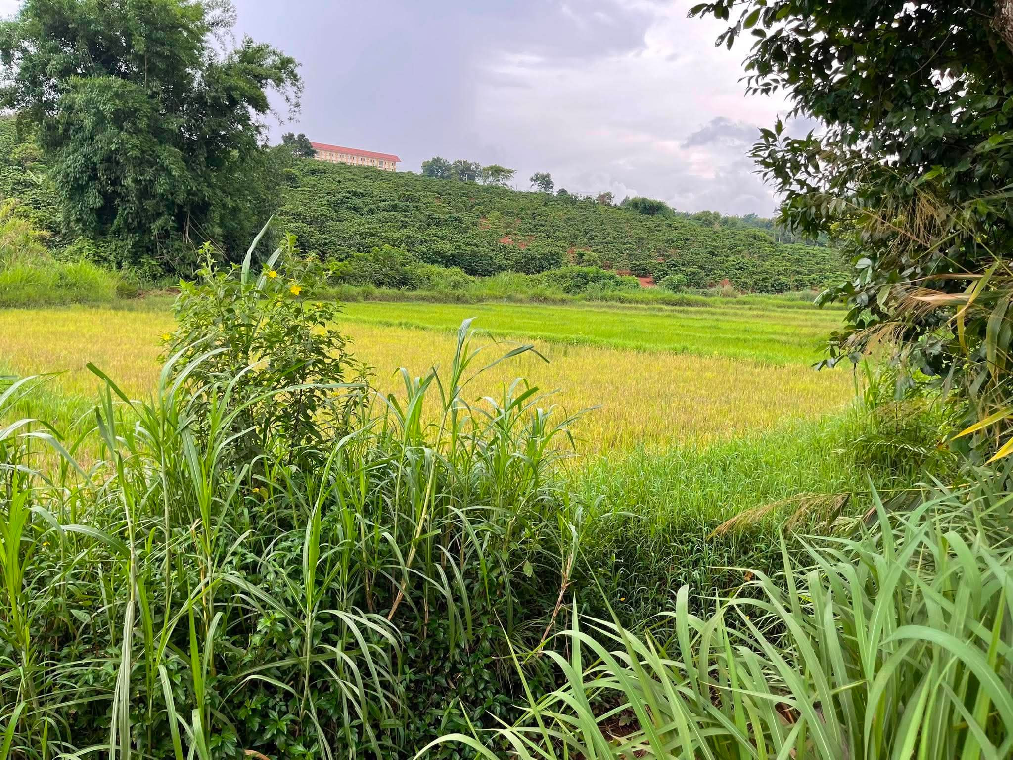 💥 Gần 3hetta Đất Phường Diên Hồng