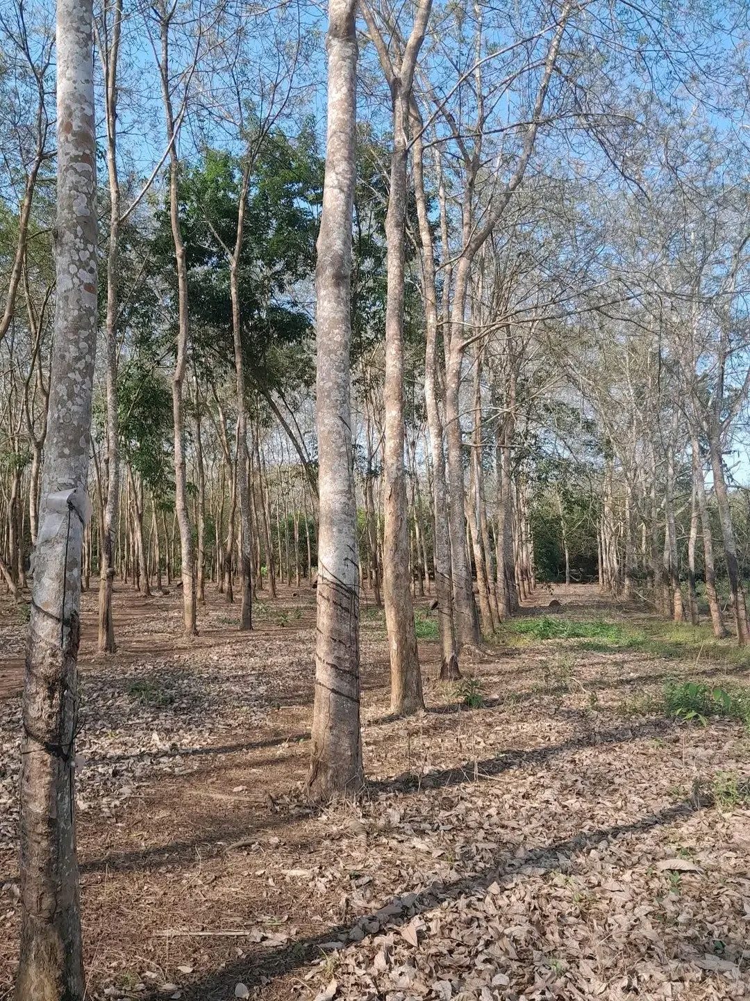 CẦN BÁN 2HA ĐẤT TRỒNG CAO SU – XÃ HOÀI ĐỨC 🌳
📍 Vị trí đẹp, đất bằng phẳng
🚗 Đường xe ô tô tới tận nơi, đi lại thuận tiện
📄 Sổ sẵn, công chứng sang tên ngay
🌱 Diện tích: 2 hecta (20.000m²)
🌿 Đang trồng cao su, đất tốt, dễ khai thác
💰 Giá bán: 2,6 tỷ 