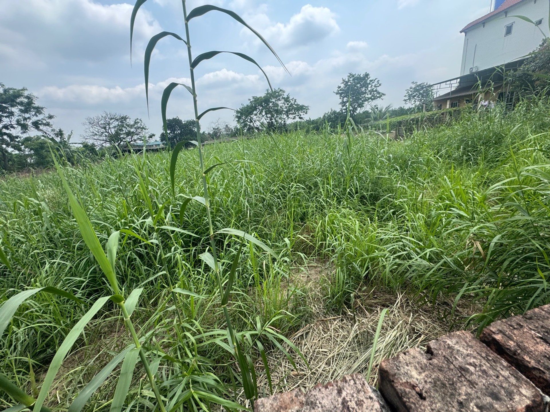 1000m2 full thổ cư, giáp KCN Thuận Thành 2, oto tải ra vào đất👉khách làm xưởng, phân lô đều đẹp