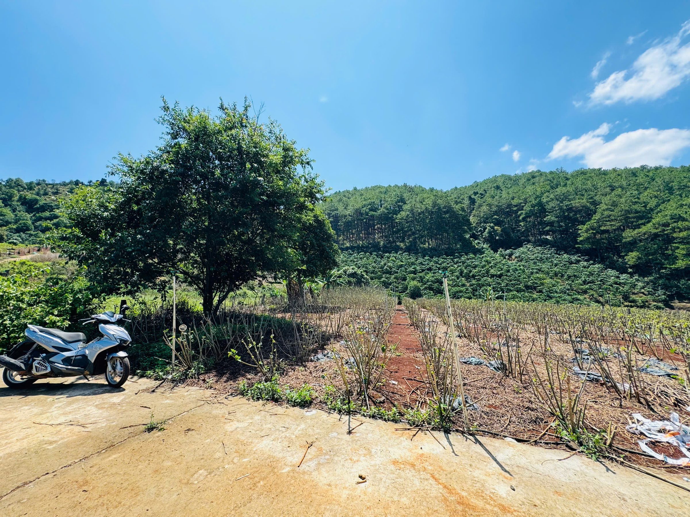 Đất giáp Thông, View Đồi Núi ở thị trấn Nam Ban. Giá 1.1 tỷ/488m2. ngang 10m, nở hậu 11m. có 100m thổ cư