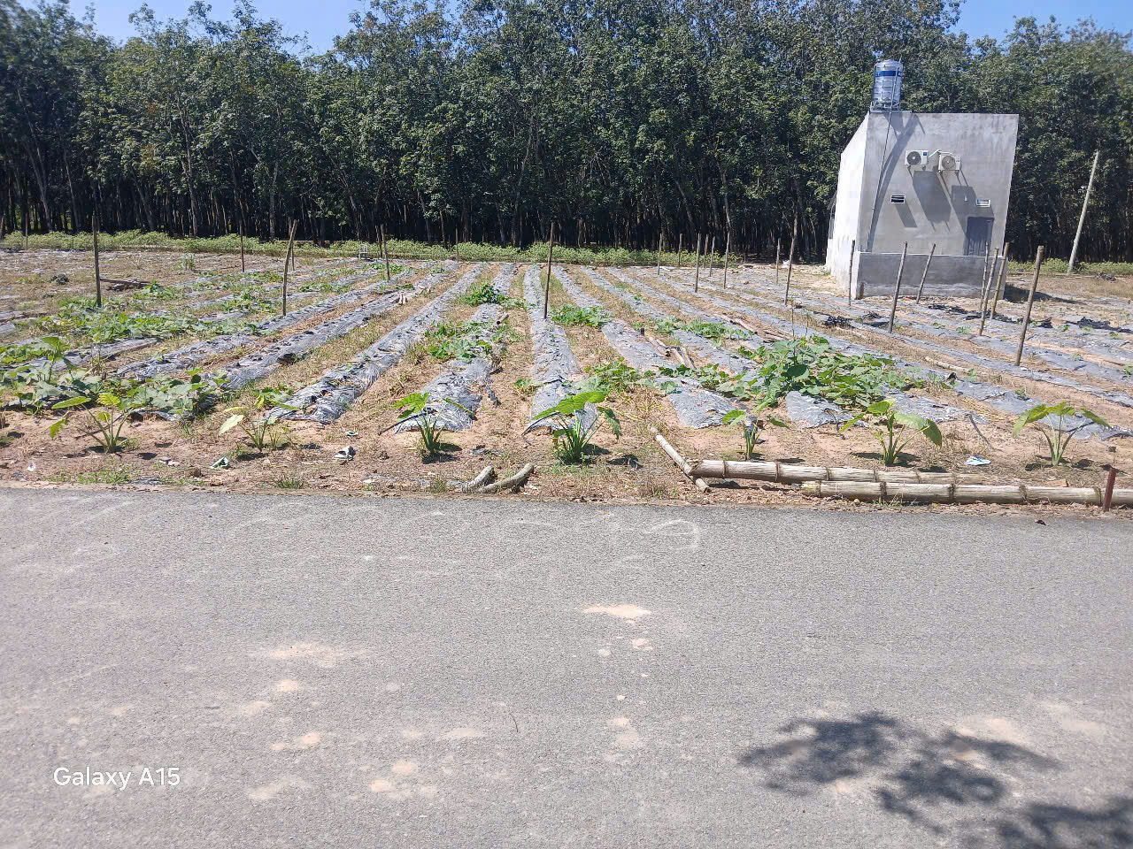 Mảnh đất vừa túi tiền giữa Phú Giáo Bình Dương – 225m², 100m² thổ cư, bao sổ hồng