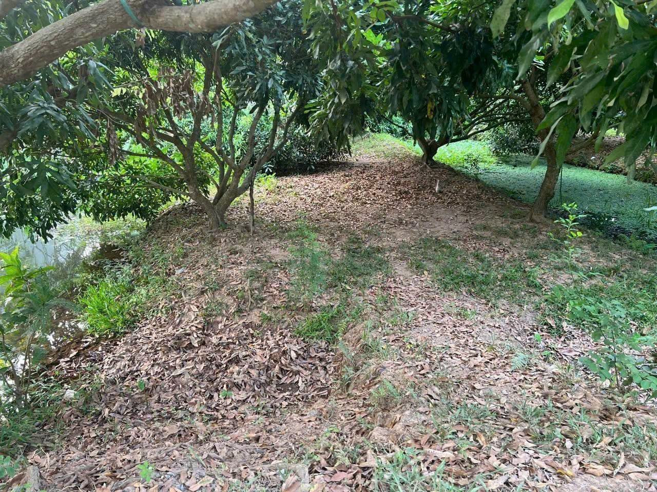 VL6-5 | 📐2.245,2m² (300m² TC) | 🧭 Đông Bắc | 💰2 tỷ