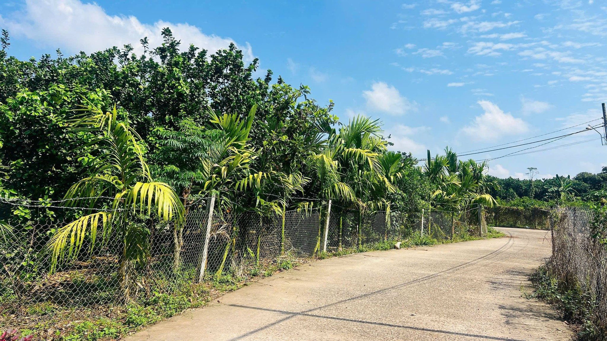 Bán 1571m2 đất vườn trung tâm An Bình, 20mét ngang bám đường, sổ riêng giá nét 980tr