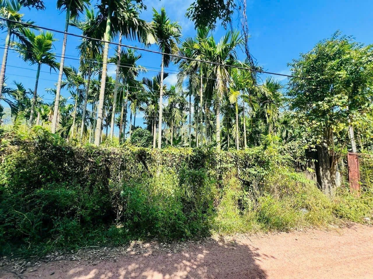 Hàng ngộp.
Bán đất thổ cư đường Ôtô xe Tải 1/ngắn An Nhơn Tây Củ Chi TPHCM, DT: 71x26m.