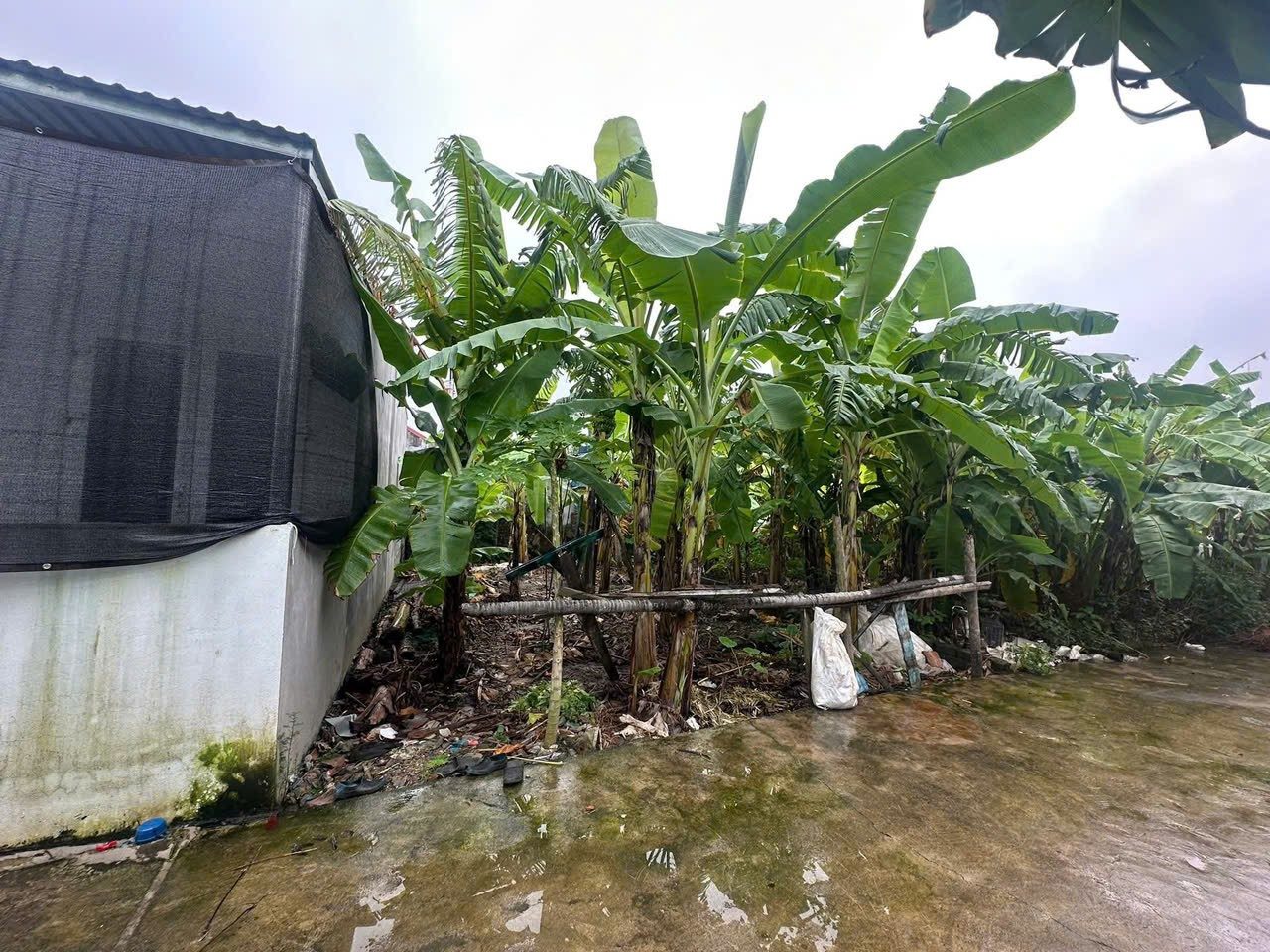 19/01/2026..Bán đất 66m² ngang 6,6m giá 990 triệu Xã An Trường( Trường Thọ). liên hệ 0362558882