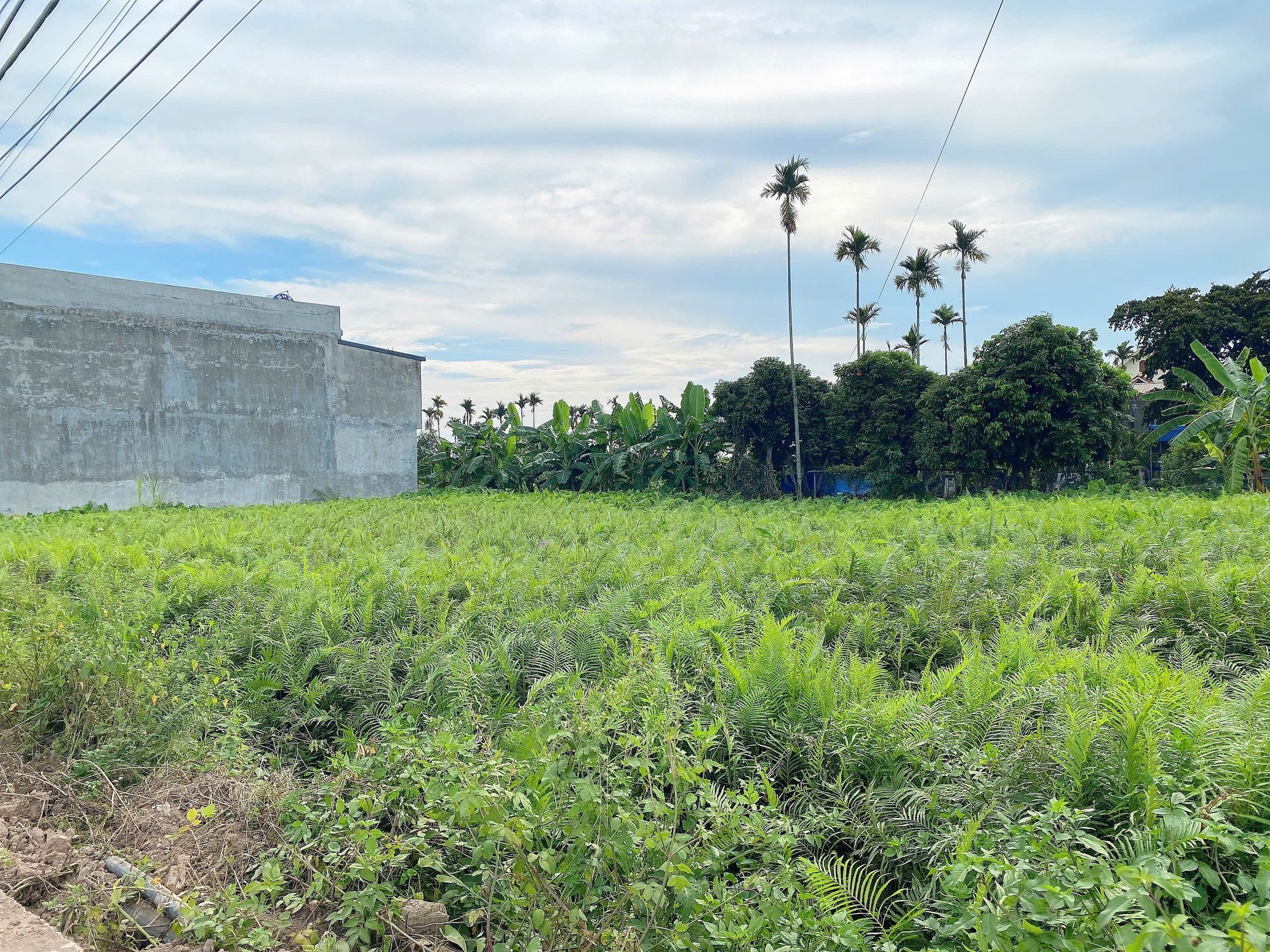 05.2026.Bán đất 111m² full thổ cư ngang 5m giá 2.55 tỷ tại Xã An Trường( Trường Thành). liên hệ 0362558882