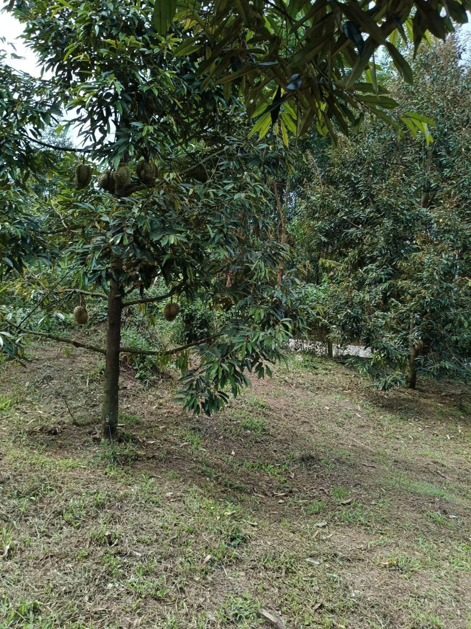 Bán Đất 17678m2 giá 9.5 tỷ tại - Chọn - Xã Ba Cụm Bắc Huyện Khánh Sơn Khánh Hòa