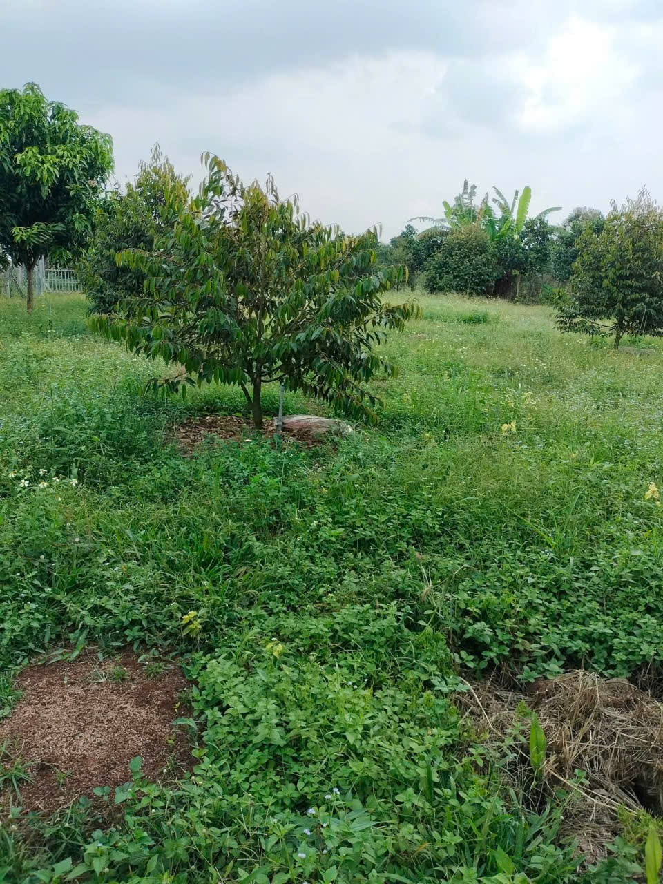 LÔ ĐẤT ĐẸP 5200M2 ; NẰM NGAY ĐƯỜNG XUÂN LẬP - BÀU SAU ,LONG KHÁNH, ĐỒNG NAI