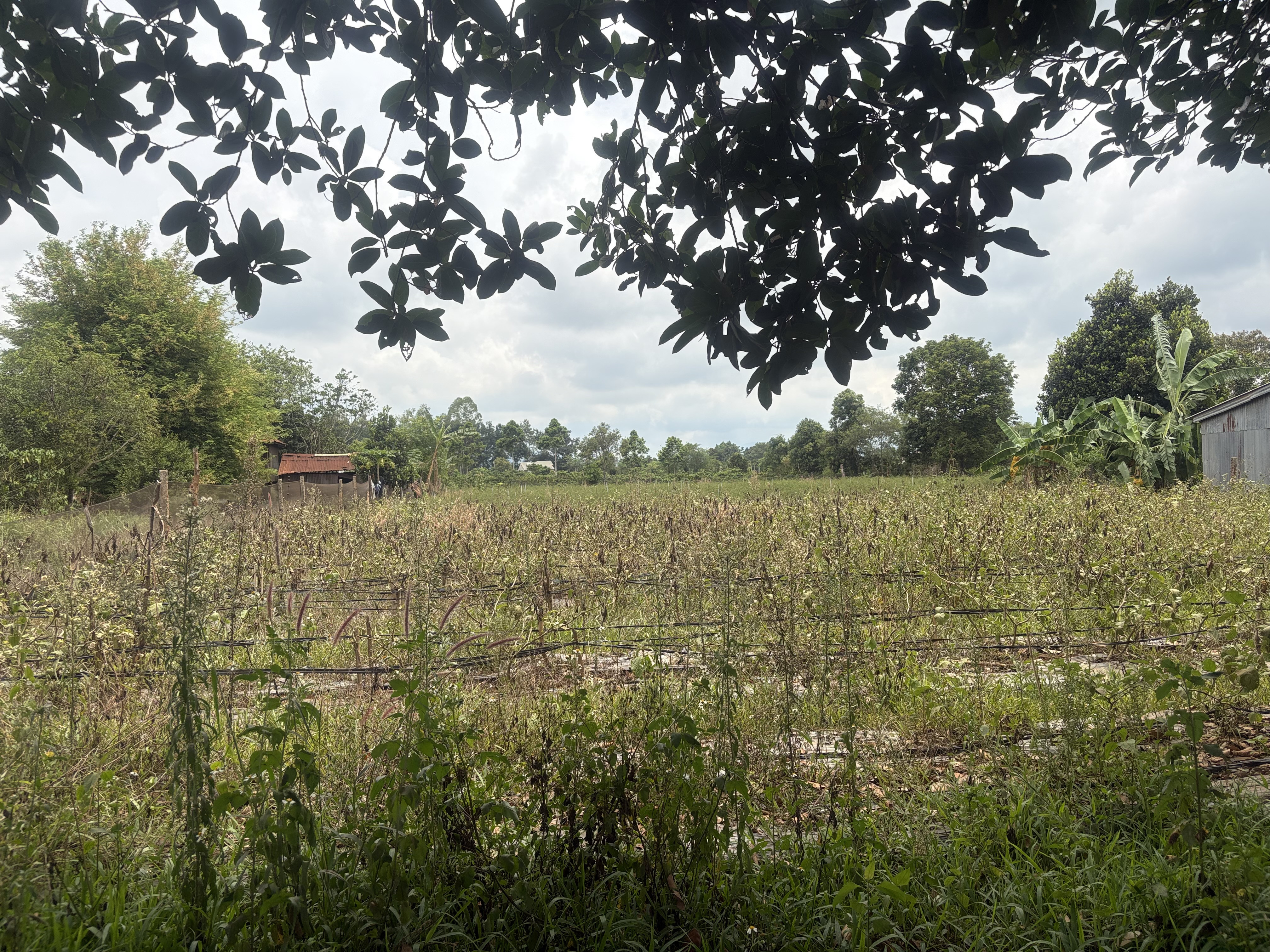 🌍 Hơn 3.500m2 Đất làng Ring Ral,