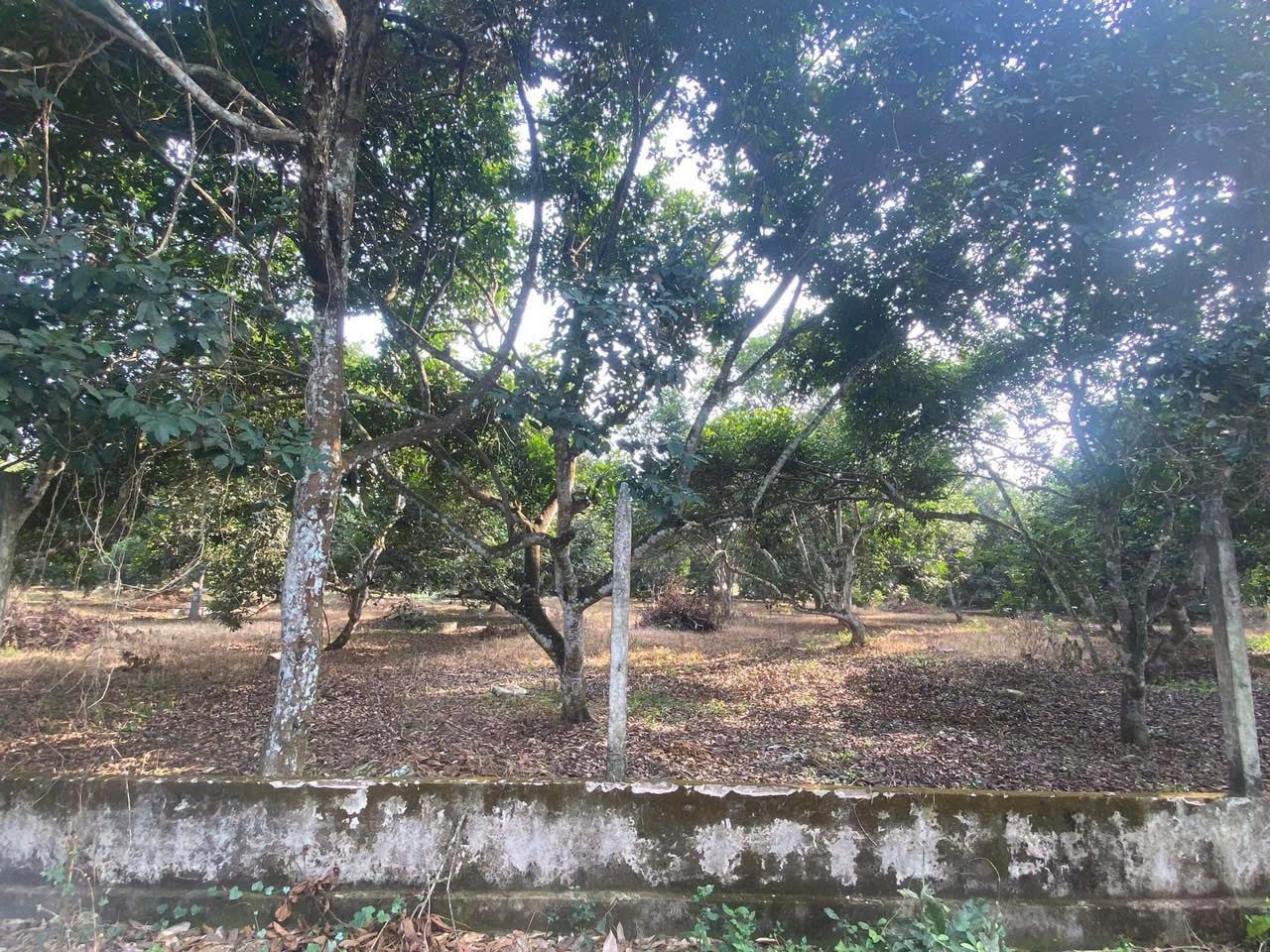 Bán đất 2339.7m² ngang 25m giá 7.5 tỷ tại Xã Bình An Huyện Long Thành
