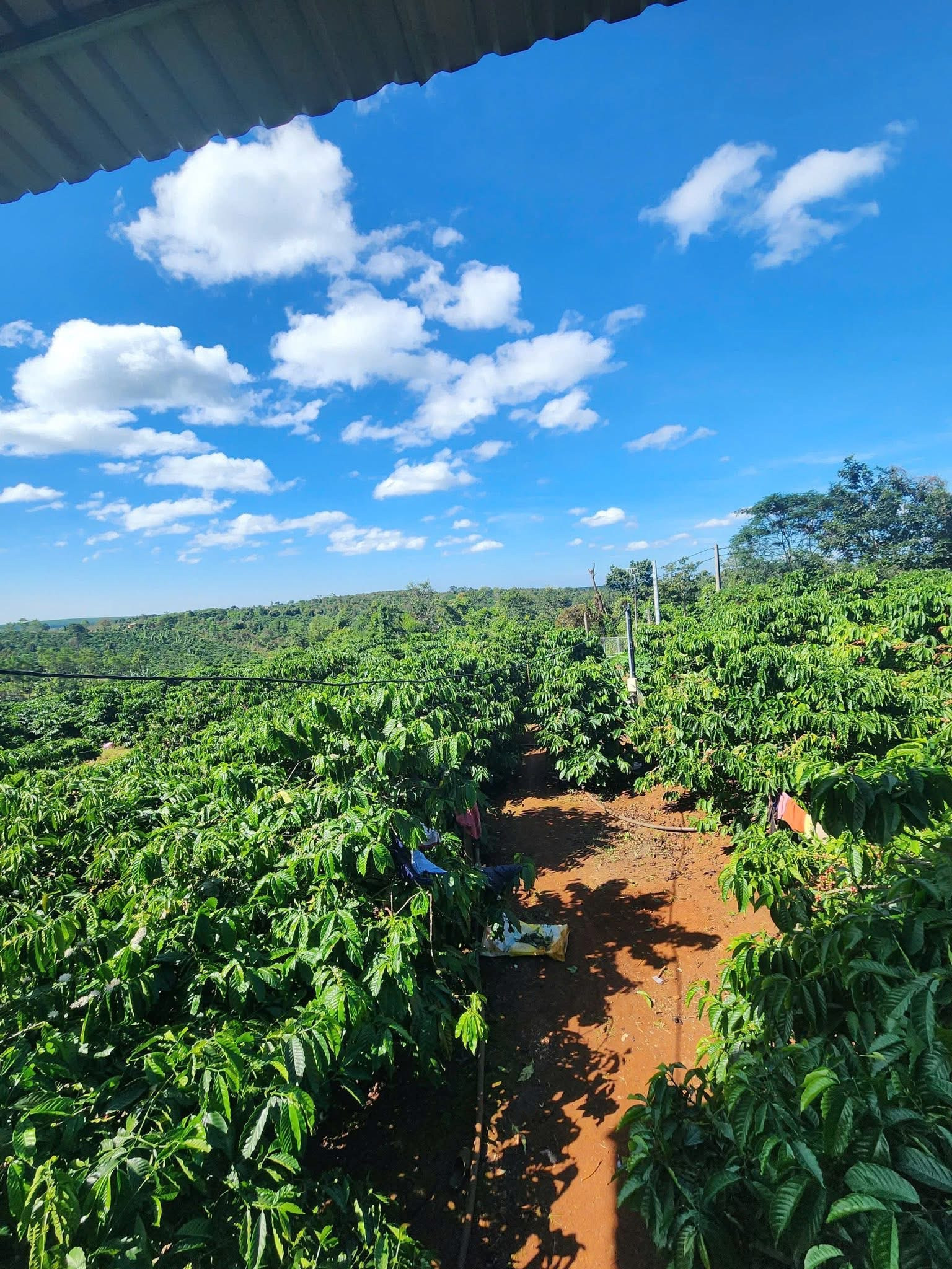 🌱 1ha rẫy cà Phê Chư Prông