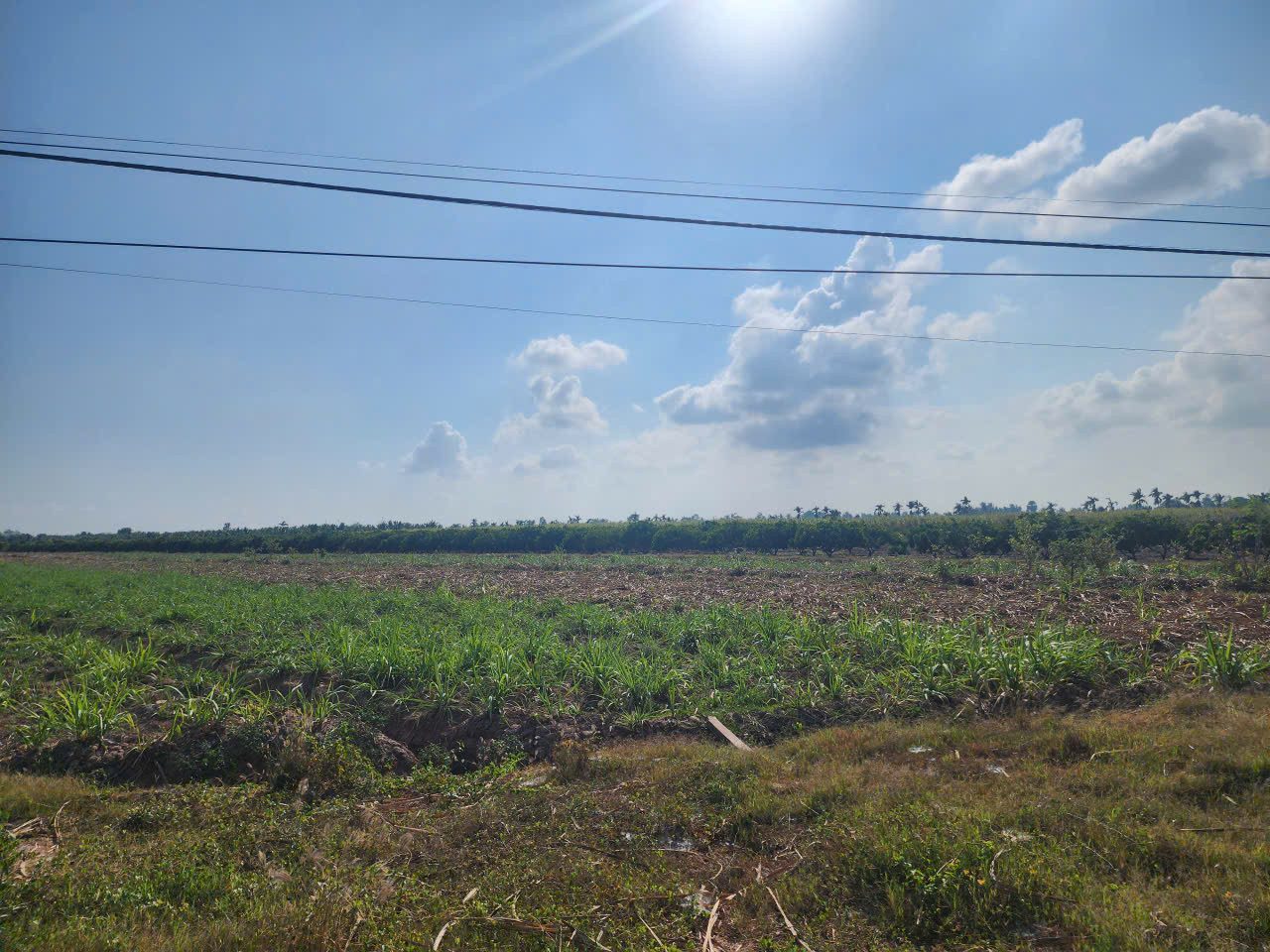 Bán đất 30000m² ngang 100m giá 160 triệu tại Xã Cù Lao Dung