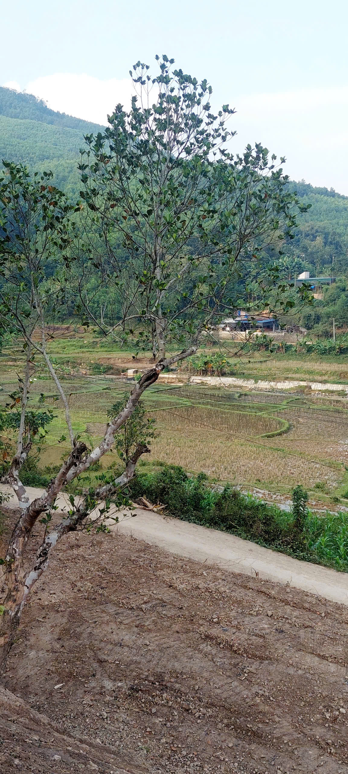 Gấp gấp chỉ 1,x tỷ sở hữu ngay 2000m tc bám bê tông 60m gần Sungroup Kim Bôi Hòa Bình