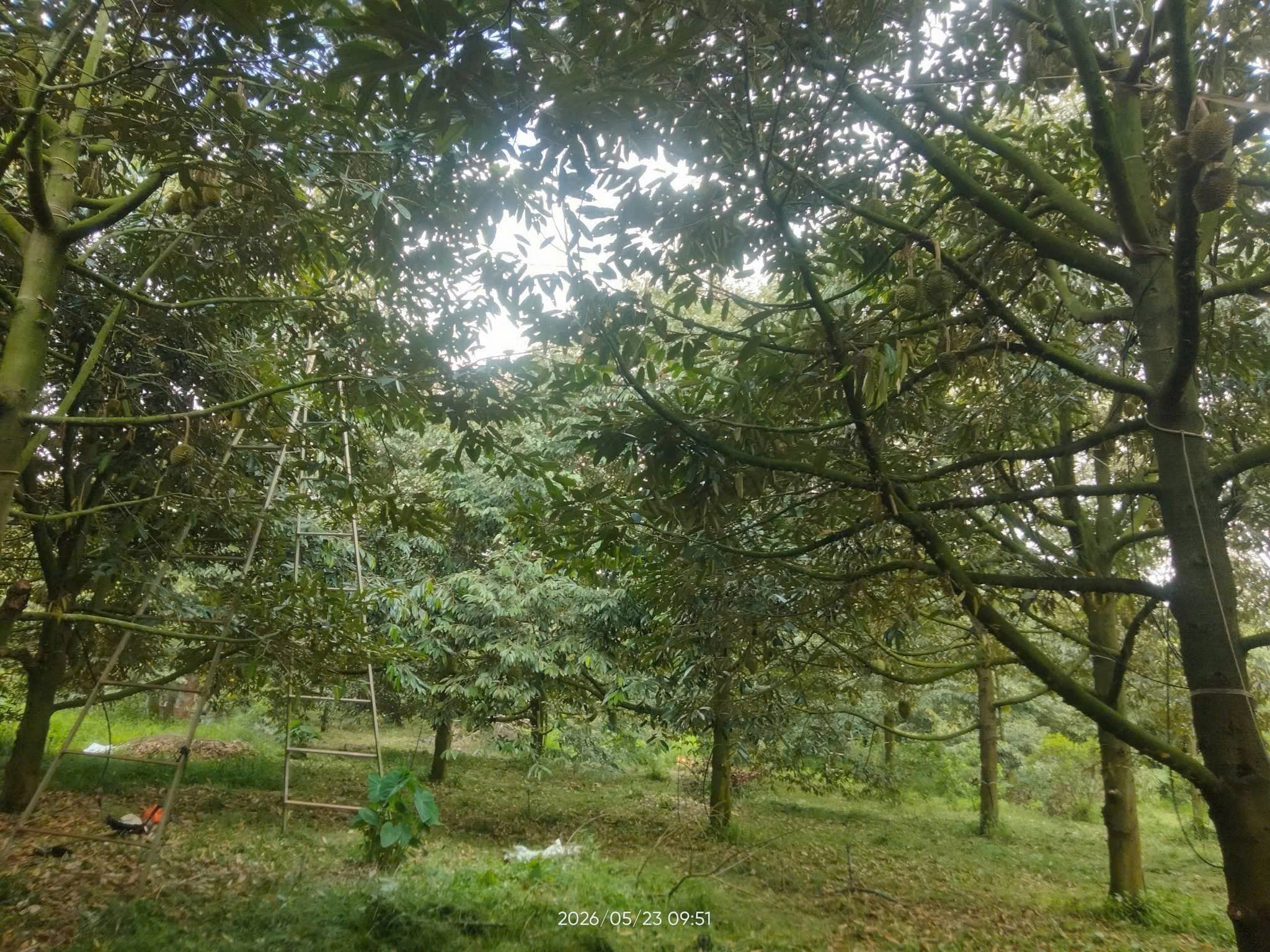 8.000m2 vườn Sầu Riêng, đang thu hoạch