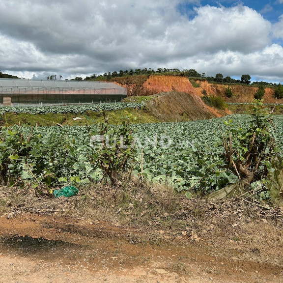 Đất làm farm giá đầu tư