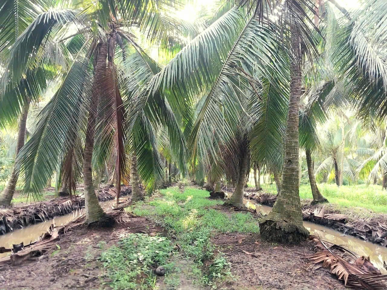 Bán đất vườn dừa.