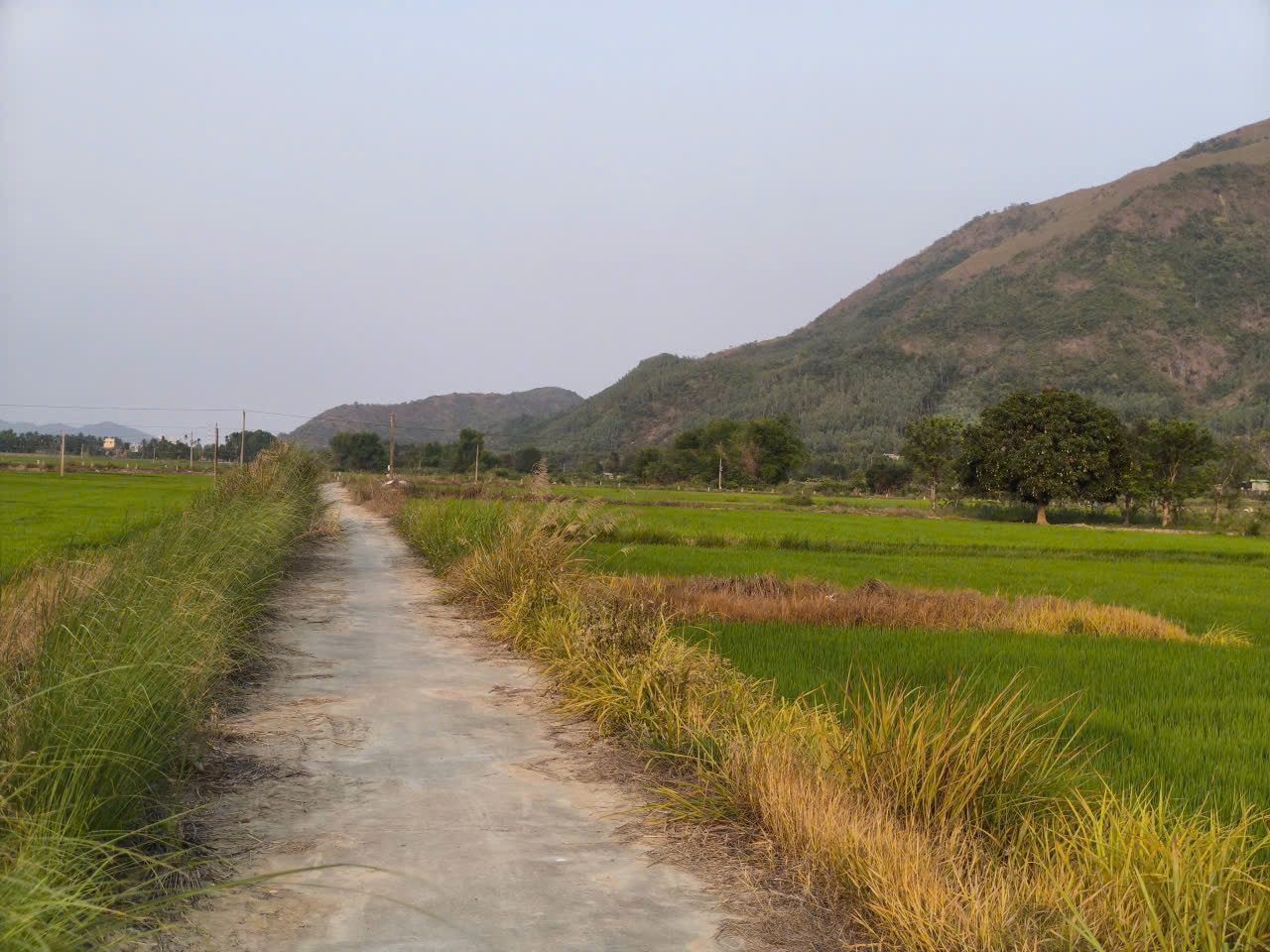 Bán Đất cây Diên Toàn 
Diện tích 430m . Lô góc 2 mặt tiền 
Đường ô tô tận nơi 
View cánh đồng lúa bao chill 
Phù hợp làm nhà vườn , cf view ruộng 
————————-
https://maps.app.goo.gl/TbEhJu5mh2p5qZyV9?g_st=iz
💵 chỉ 2 tr/ m thương lượng