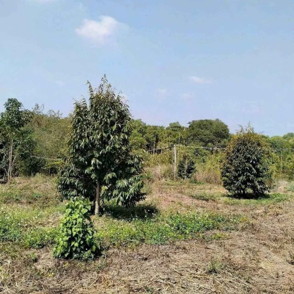 Bán Gấp Lô Đất 2300m2 Ngang 60m2 Nằm GầnTrục Đường QL14 Vườn Sầu Riêng