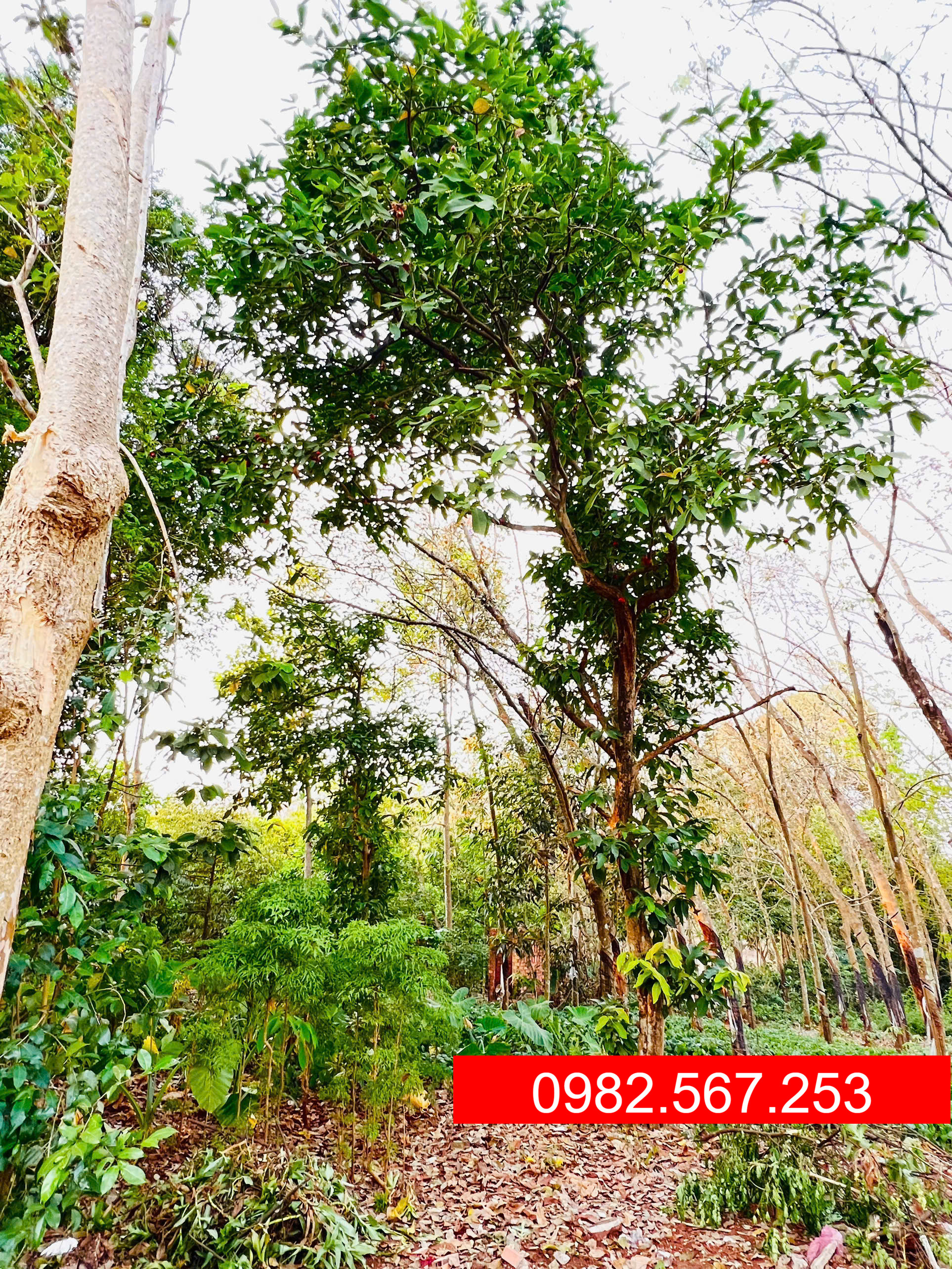 Bán Đất Vườn 2000m2 giá 250 triệu bao sổ ra tên cách QL14 2km