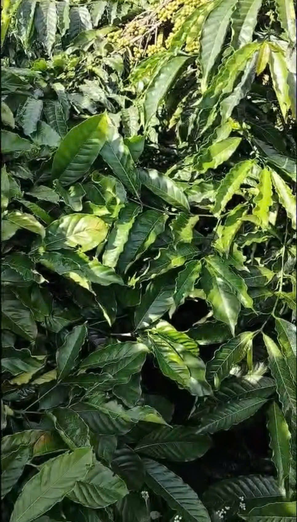 🌳 2,2ha cà phê xã Gào gần 3 con bò