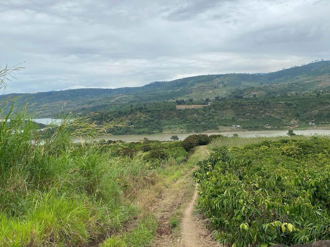 Đi nước ngoài, cần bán 1ha đất trồng cây lâu năm view sông Xã Gia Hiệp, Huyện Di Linh