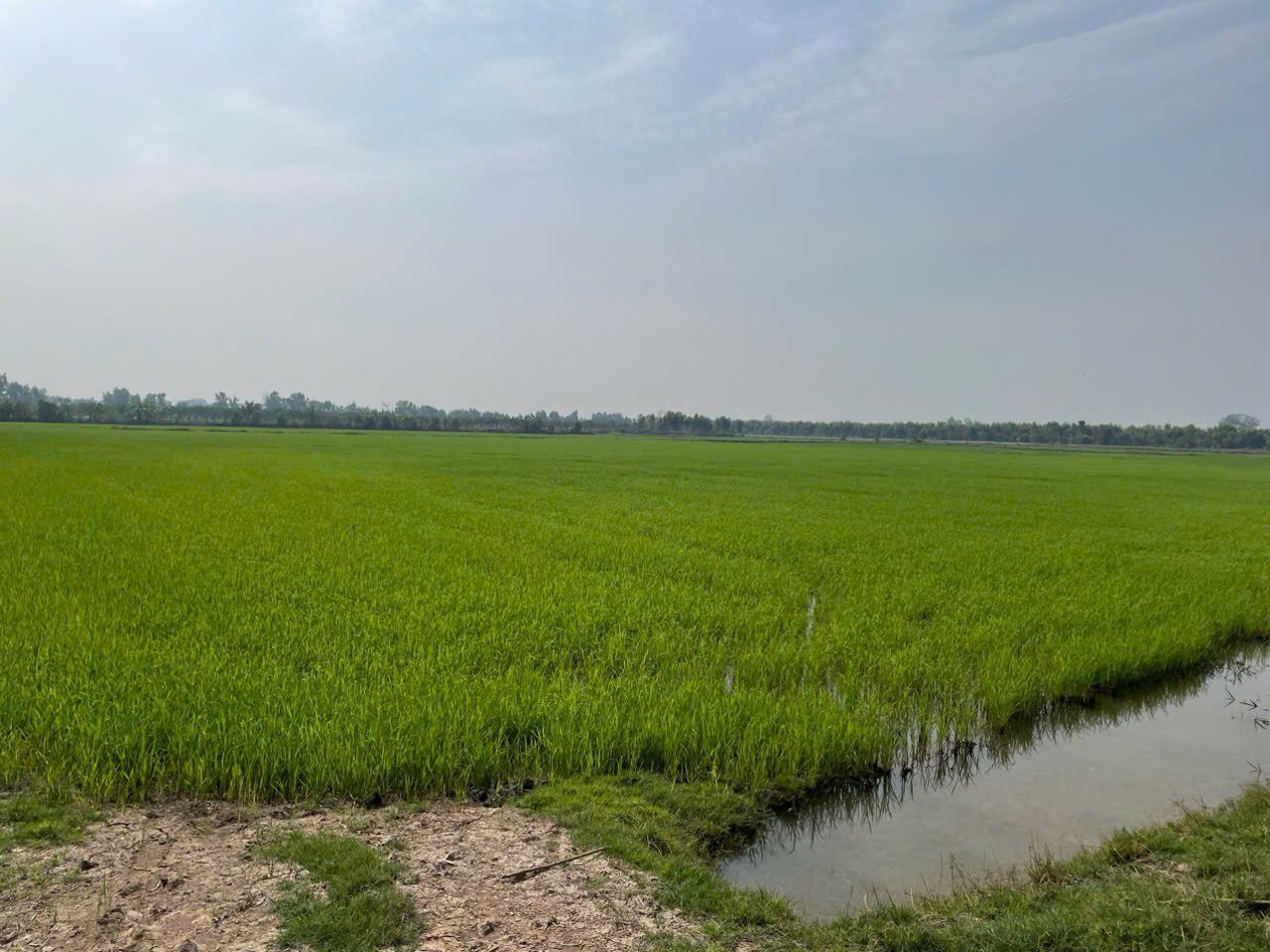 Bán đất 8528m² ngang 79.8m giá giảm sâu 8,3 TL tỷ tại Xã Hiệp Hòa, Tây Ninh (Xã Tân Phú, Đức Hòa, Long An cũ )