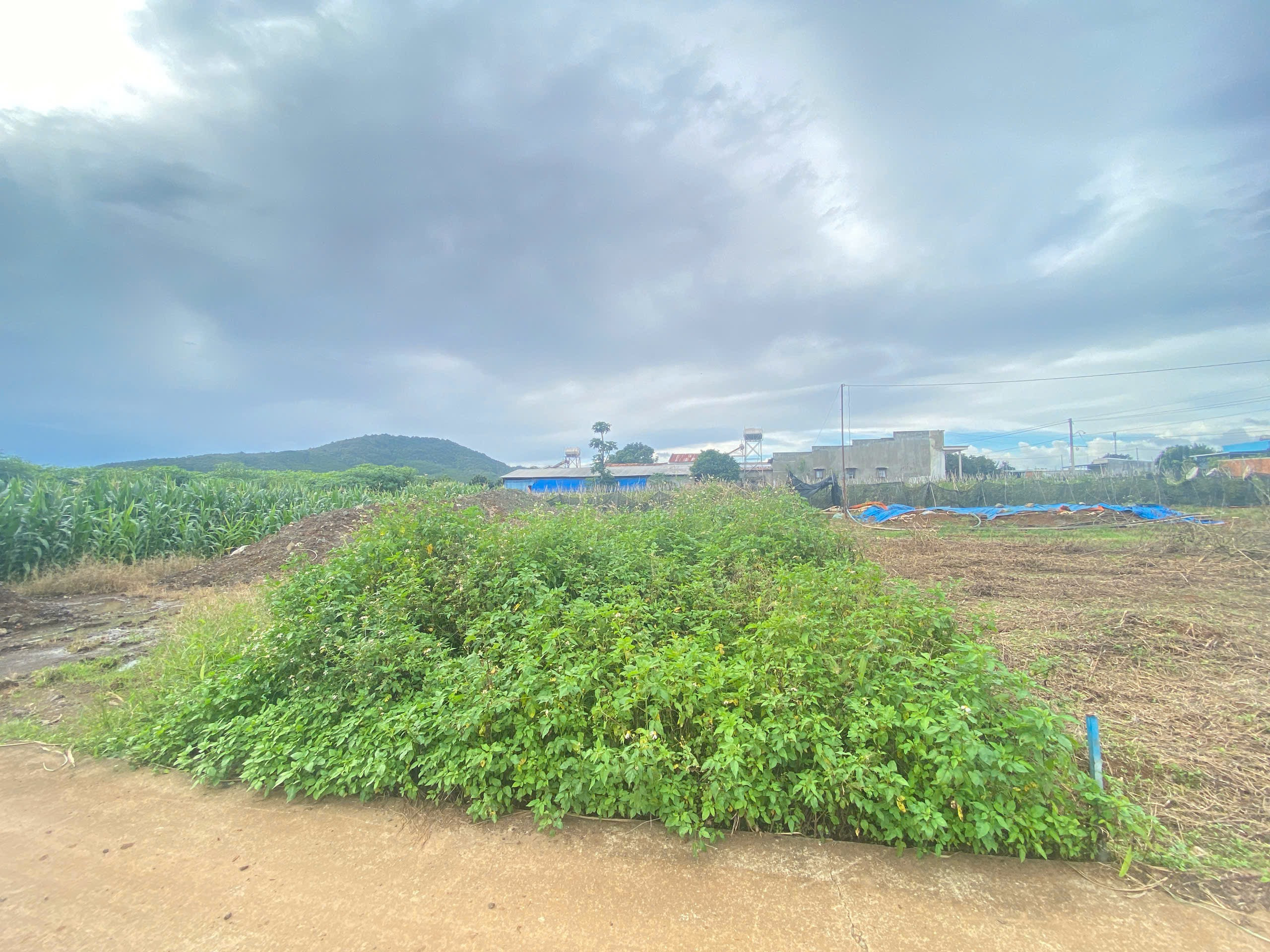 Đất Gần sân bay Liên Khương 1ty150. Thổ cư