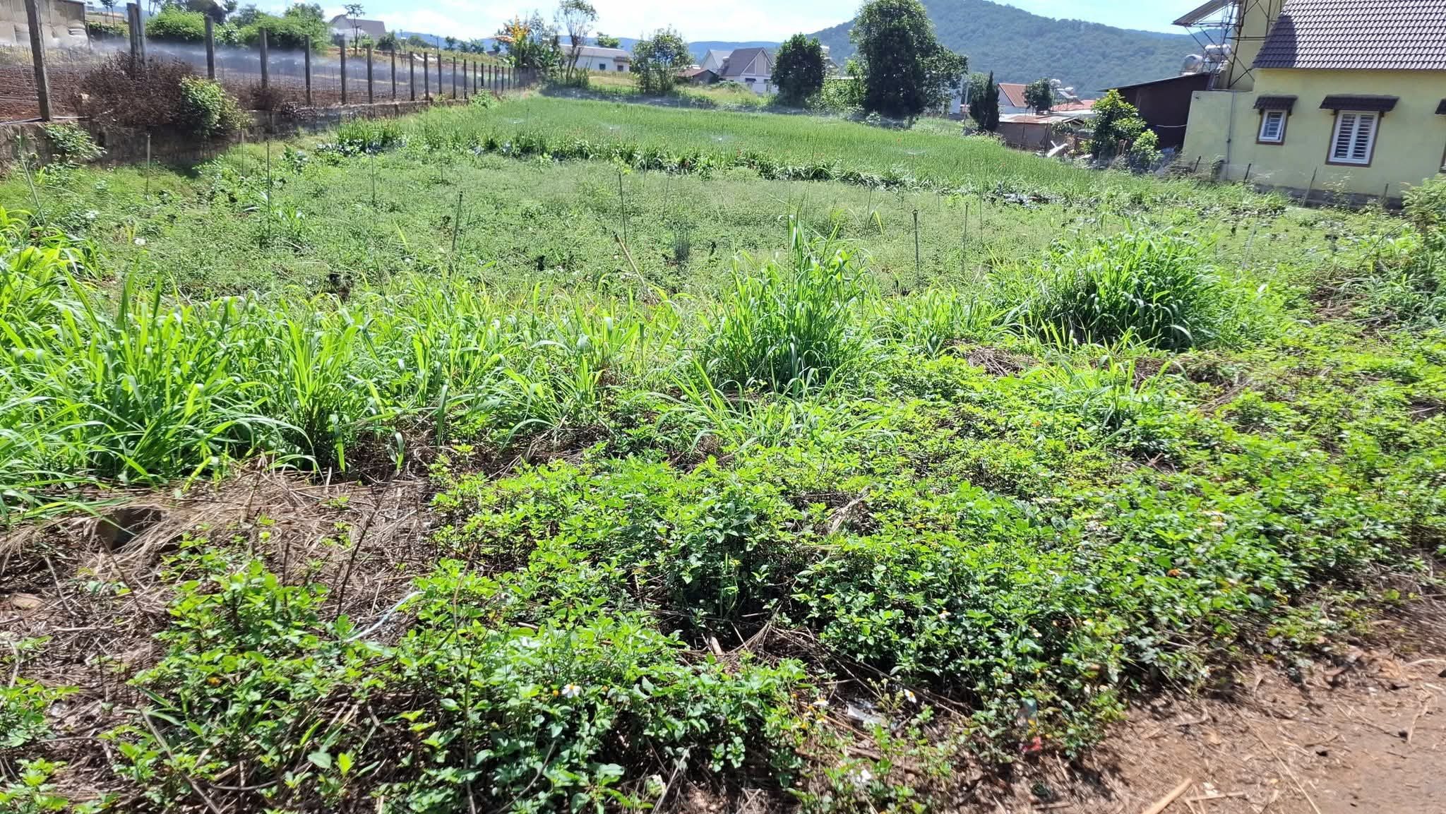CẦN BÁN GẤP LÔ ĐẤT MẶT TIỀN HẺM NHỰA XÃ HIỆP THẠNH (XÃ HIỆP AN, ĐỨC TRỌNG CŨ) TỈNH LÂM ĐỒNG) 🚛🚘