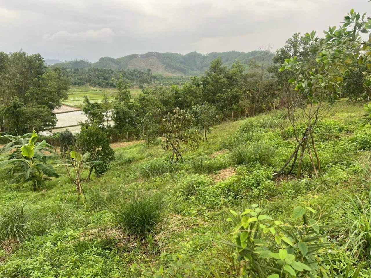 📌📌📌LÀM VIỆC TRỰC TIẾP GIÁ TỐT !!! Bán đất Vạn Thành, xã Hòa Ninh