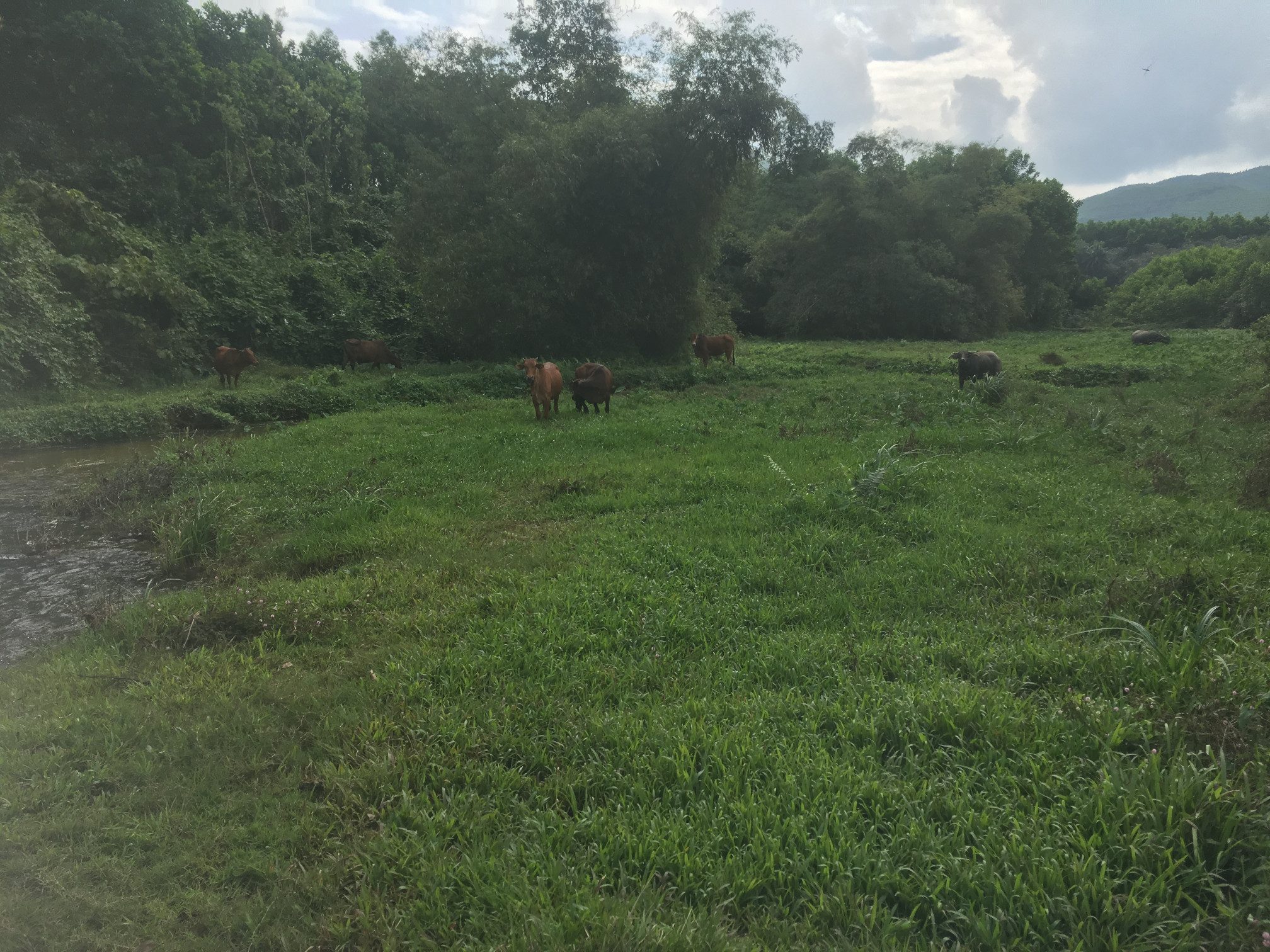 Bán đất làm trang trại du lịch, nhà vườn, farmstay tại Đà Nẵng
