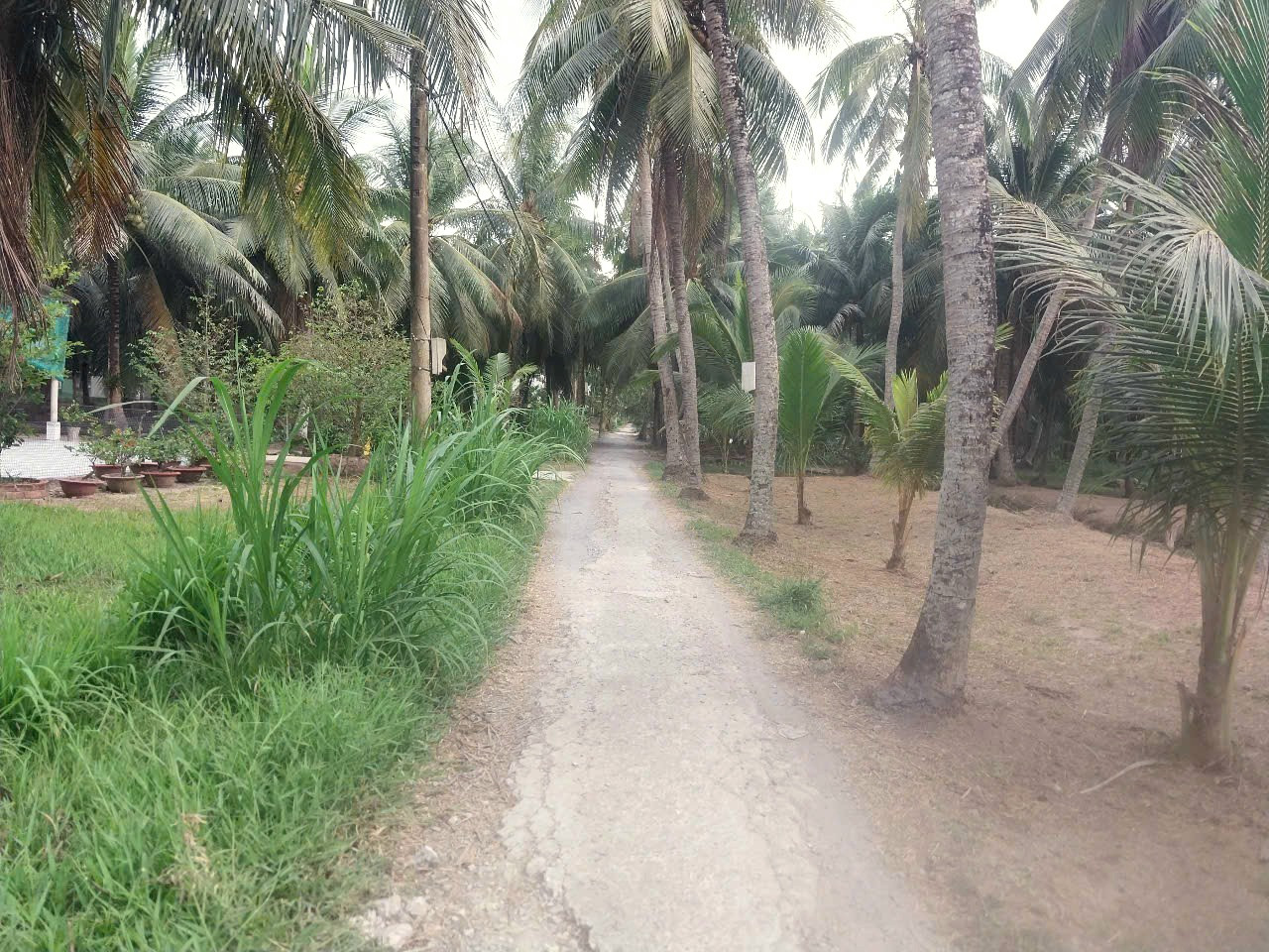 Bán đất vườn dừa đường bê tông 3 mét.