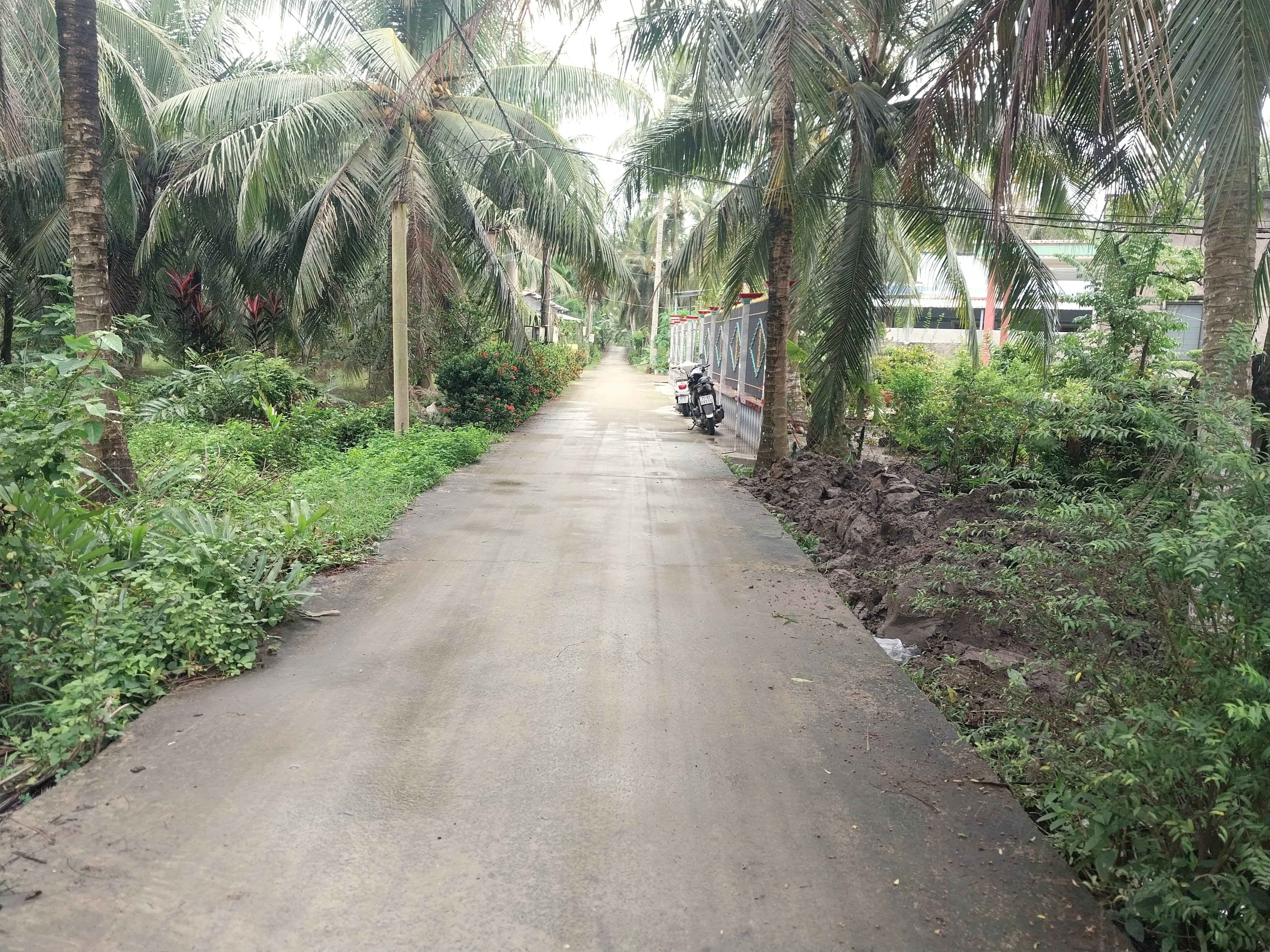 Bán đất vườn dừa đường bê tông 3 mét.
