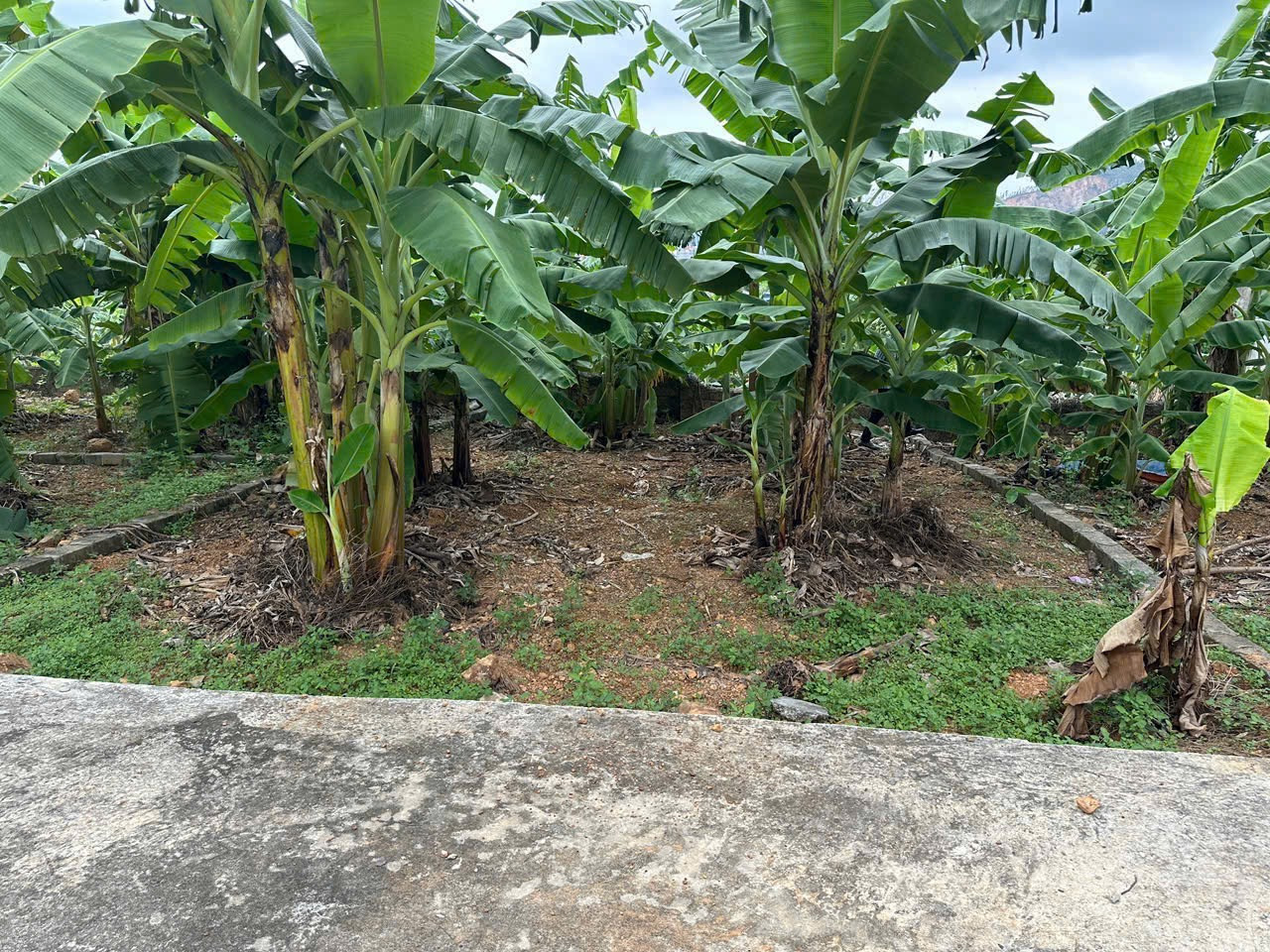 🍀Không đâu rẻ hơn 2 lô này 
💥60m2 /1 lô  
Không lỗi lầm mà có đất để an cư lập nghiệp , suy nghĩ lâu là mất lượt ạ !
👉Hướng : ĐB 
💴Giá : 2xx / 1 lô 
☎️Lh 0898266583