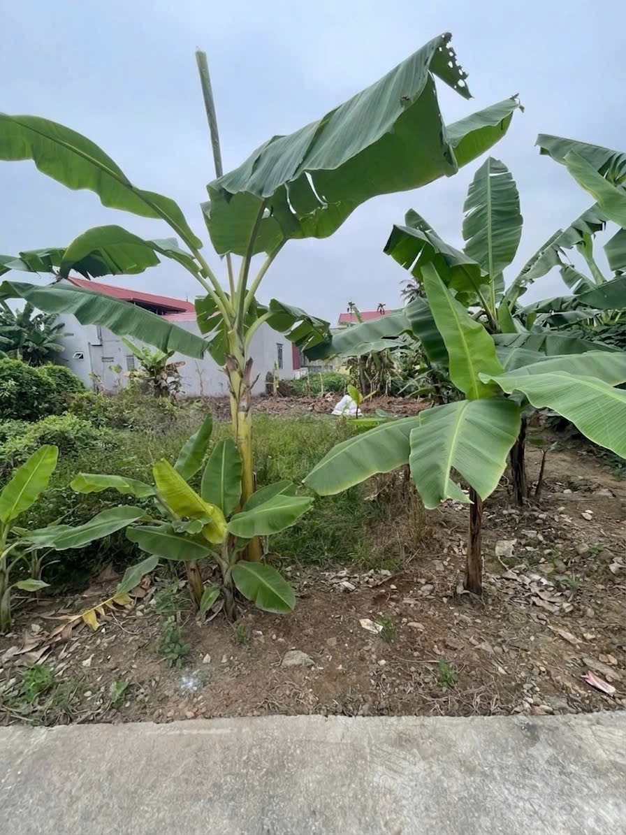Bán Đất 55m2 giá 980 triệu tại - Tràng Duệ - Xã Lê Lợi Huyện An Dương Hải Phòng