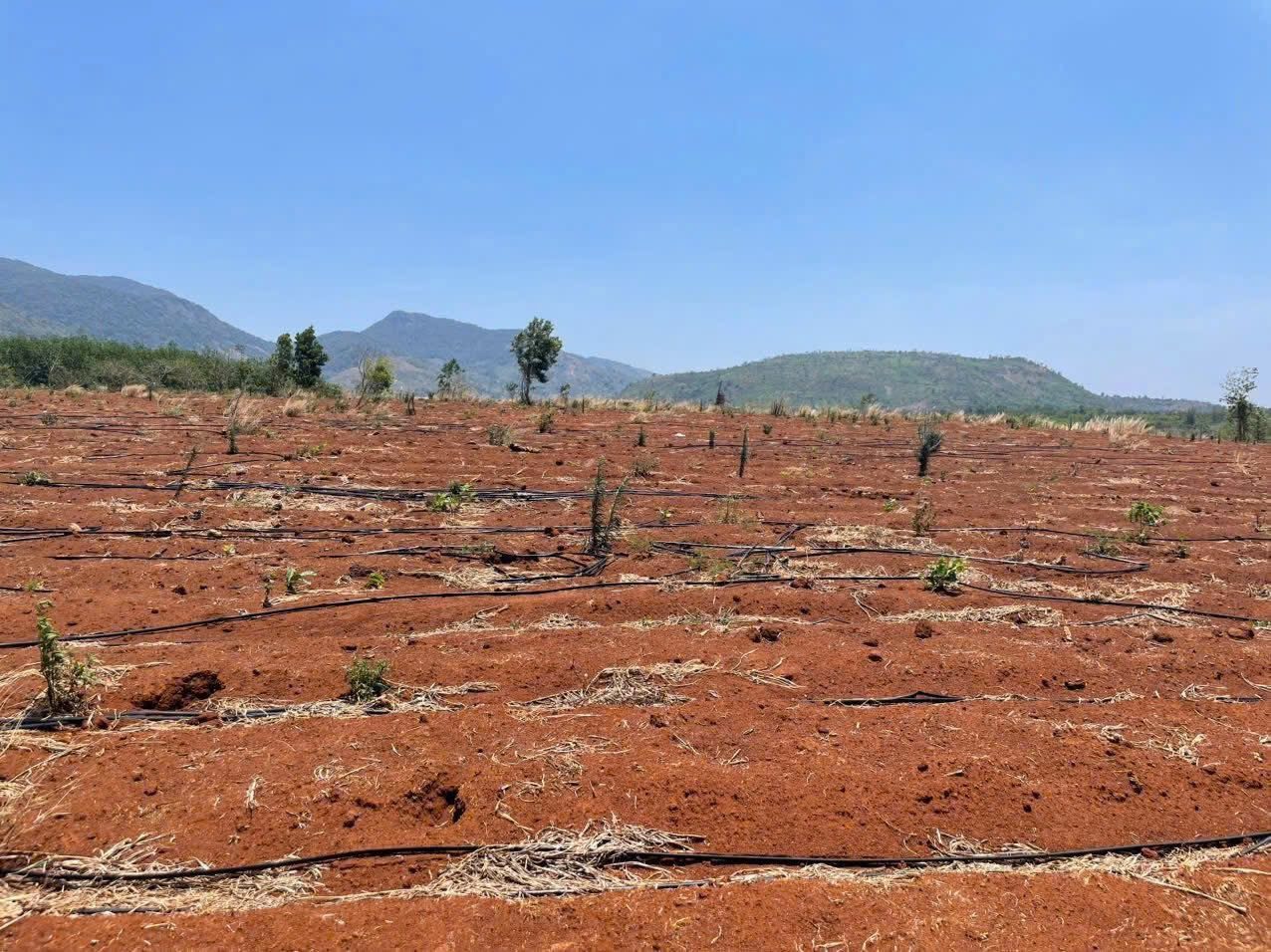 💥 10ha đất đỏ bằng đẹp db