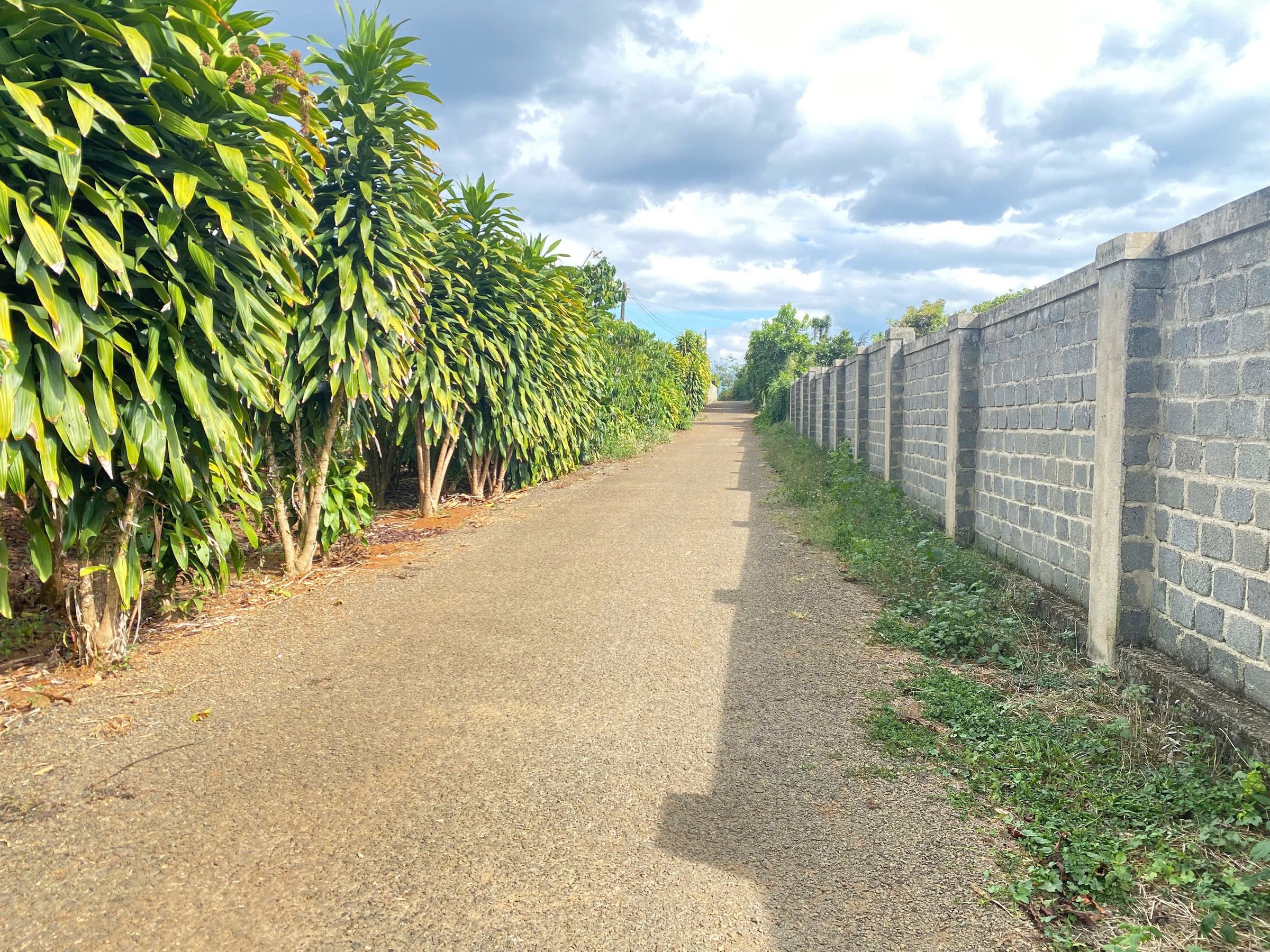 Cần Bán