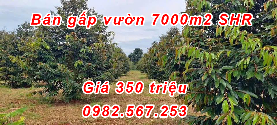 Bán gấp lô đất vườn diện tích 7000m2 vườn sầu riêng có nhà cấp 4 đẹp, sổ hồng riêng
