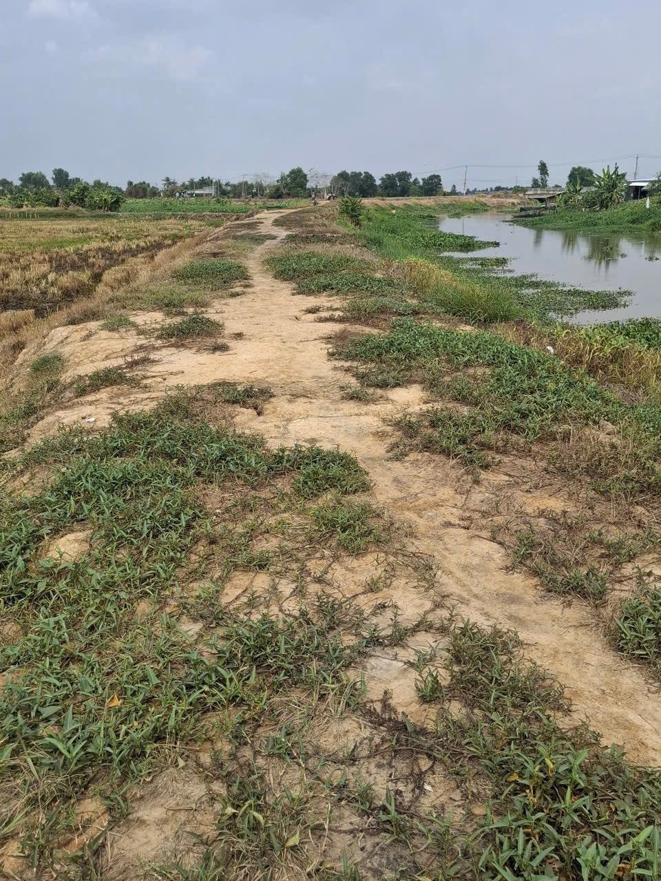 Bán đất 1 ha giá 1,5 tỷ ở Bến Cầu - Tây Ninh