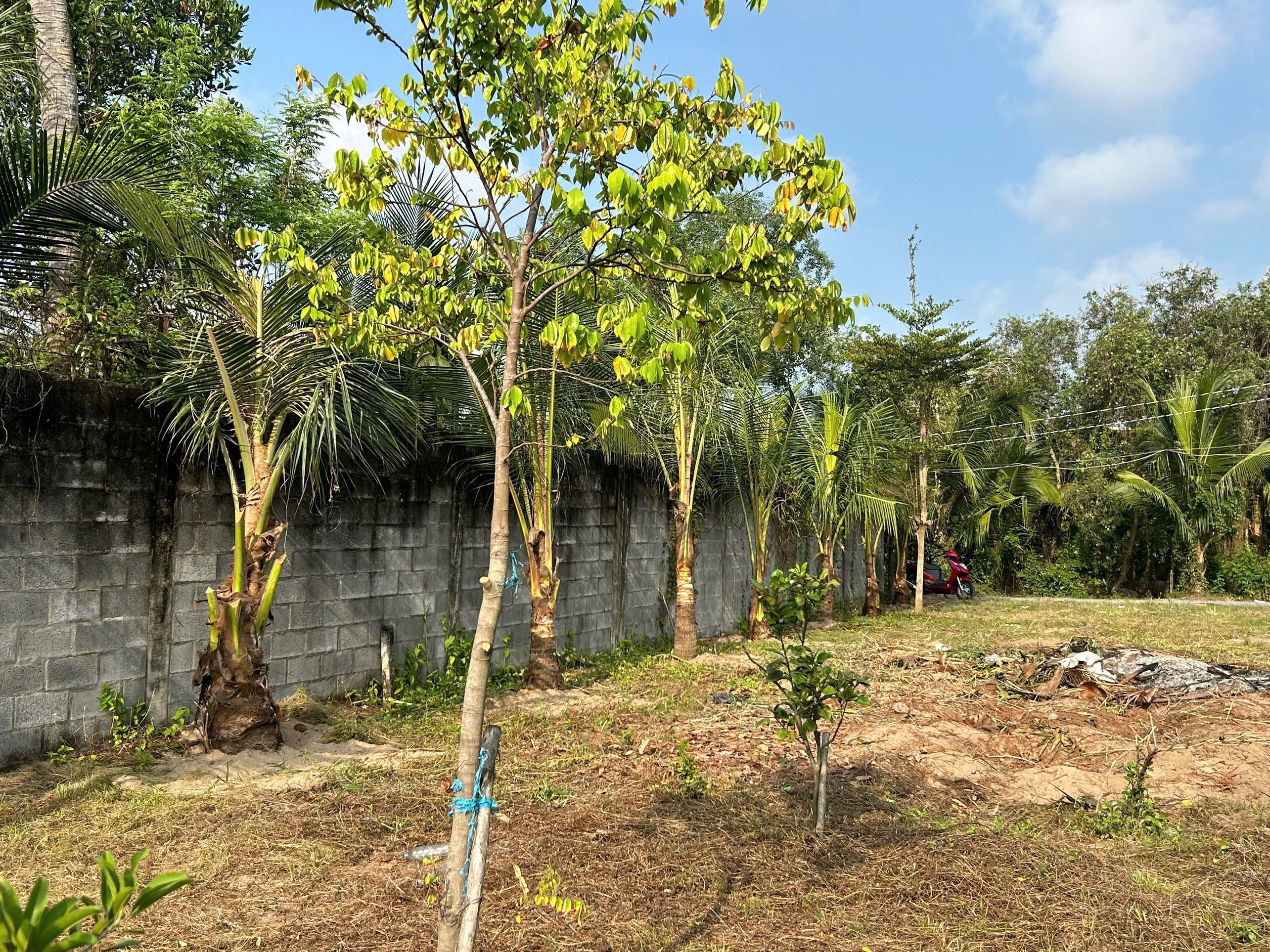 Thổ Vườn 700m2 (300 thổ) gần đường Nguyễn Hữu Trí, xã Tân Bửu, Bến Lức, Long An