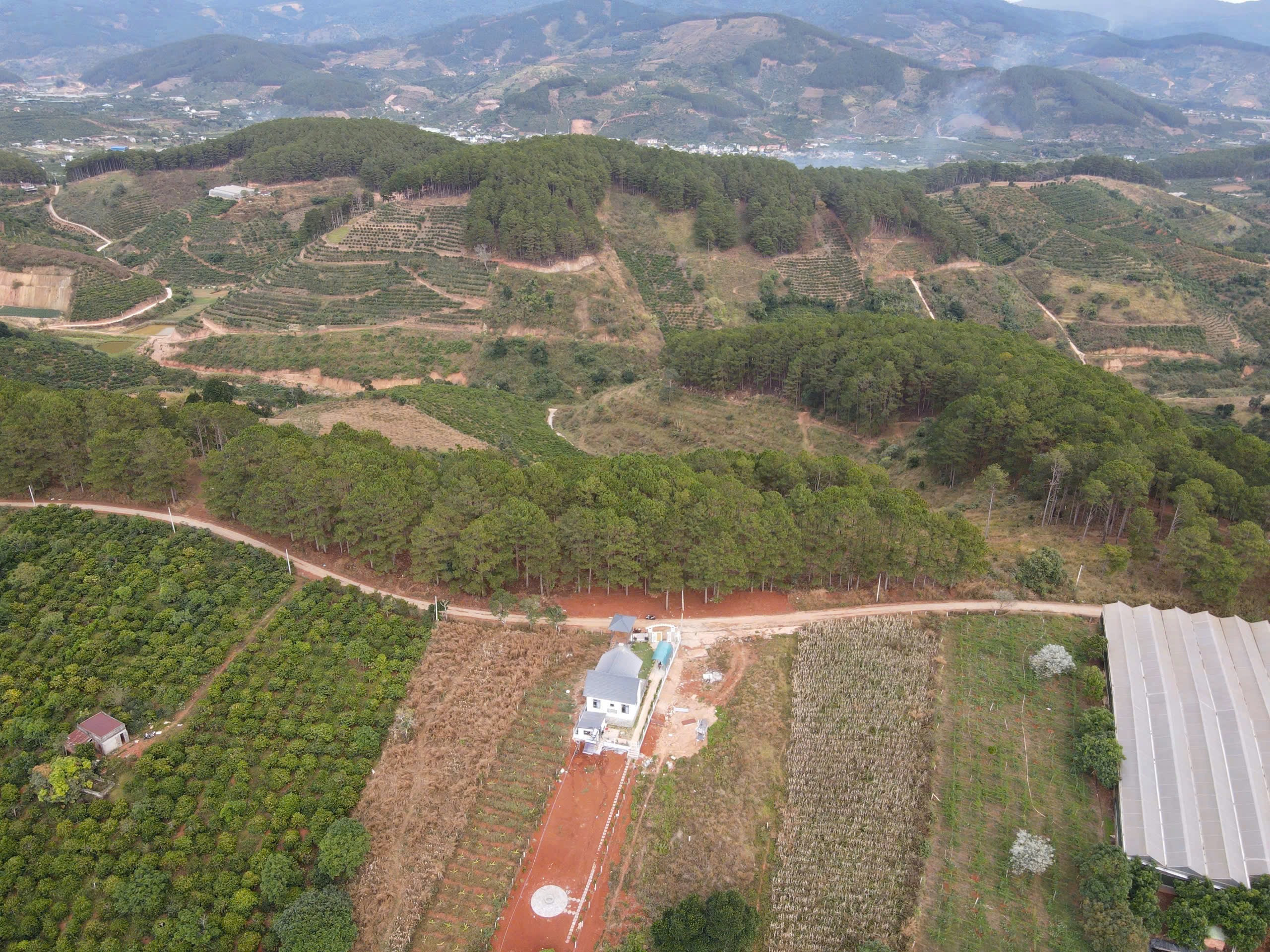 🌲 GIÁP RỪNG THÔNG - VIEW ĐỒI CHÈ MÊ LINH 🌲