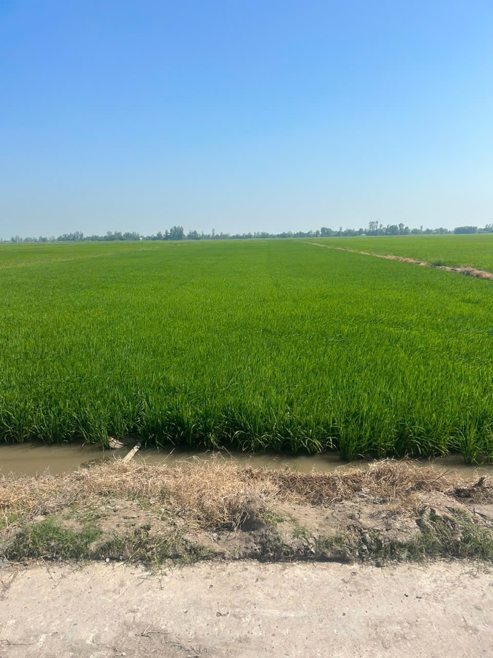 🌾 CẦN BÁN HƠN 44 CÔNG TẦM LỚN ĐẤT RUỘNG TẠI MONG THỌ B, XÃTHẠNH LỘC, TỈNH AN GIANG 🌾
📍 Vị trí: Mong Thọ B cũ 
📏 Diện tích: 57.469,7m² (44,3 công tầm lớn )