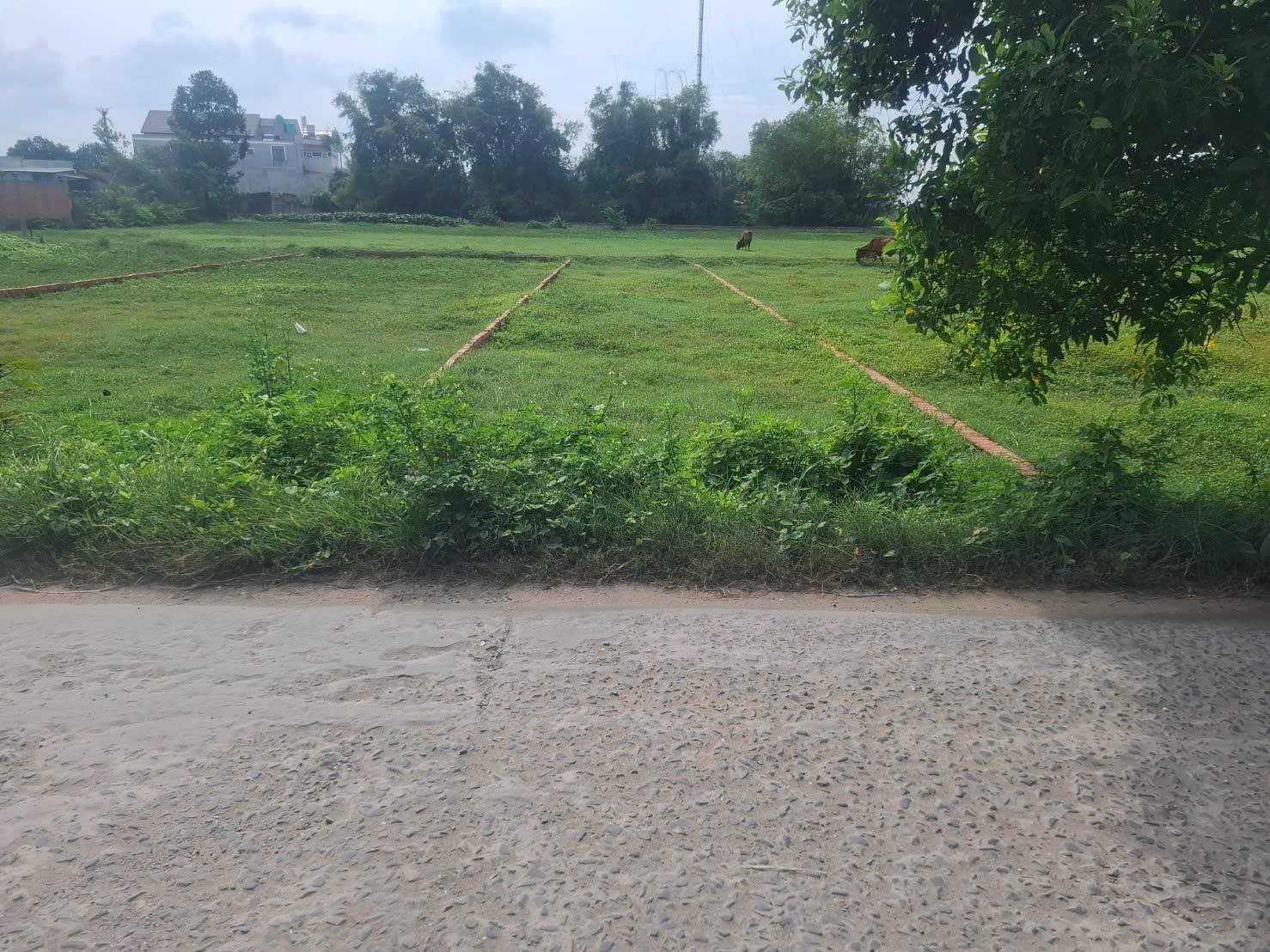 Bán Đất 170m2 có sẵn 170 m2 thổ cư giá 1.75 tỷ tại Xã Mỹ Hạnh Bắc Huyện Đức Hòa Long An