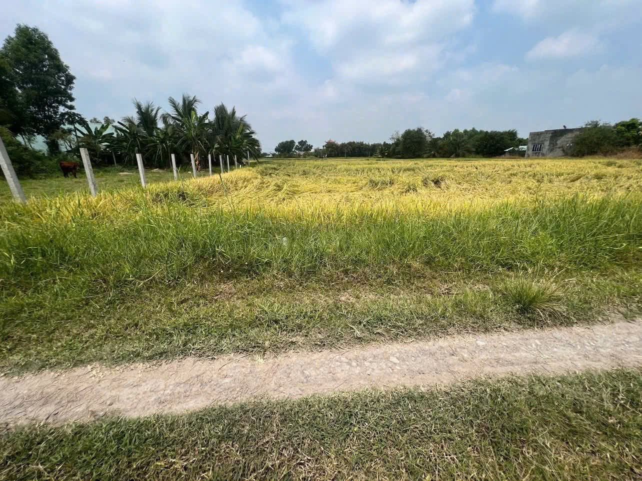 Bán đất 3379.2m² có sẵn 150m² thổ cư ngang 5m giá 800 triệu tại Xã Mỹ Hạnh
