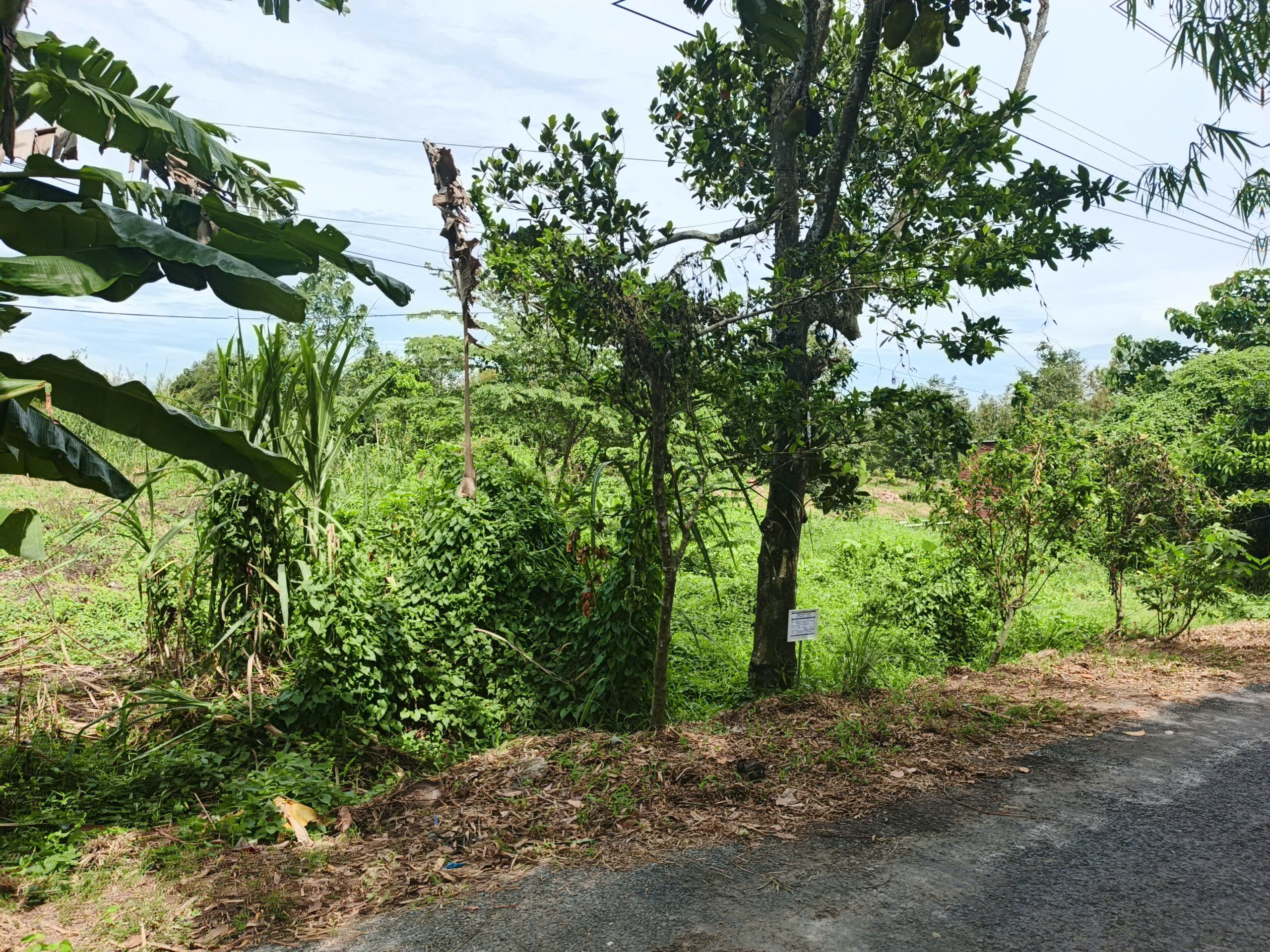 bán 2500m2 đấ thổ cư toàn bộ giá 3,917 tỷ