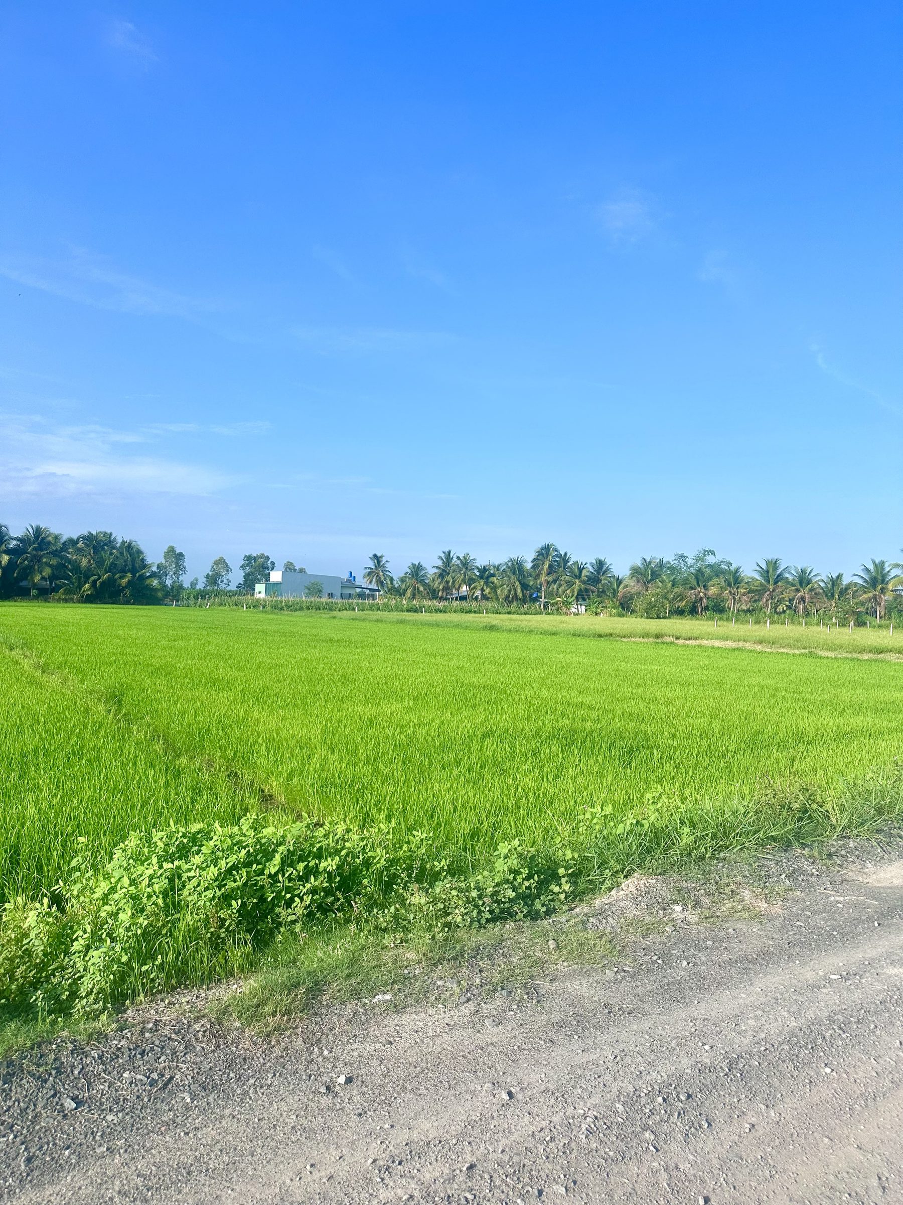 Bán đất lúa ở xã Mỹ Thạnh Đông, Đức Huệ