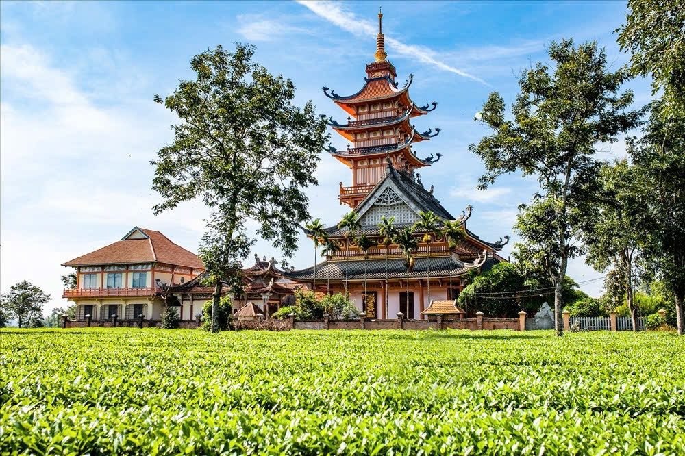 💥 Cho thuê Nhà Vườn nghĩ dưỡng ngay kDL Biển Hồ- Hàng thông trăm tuổi